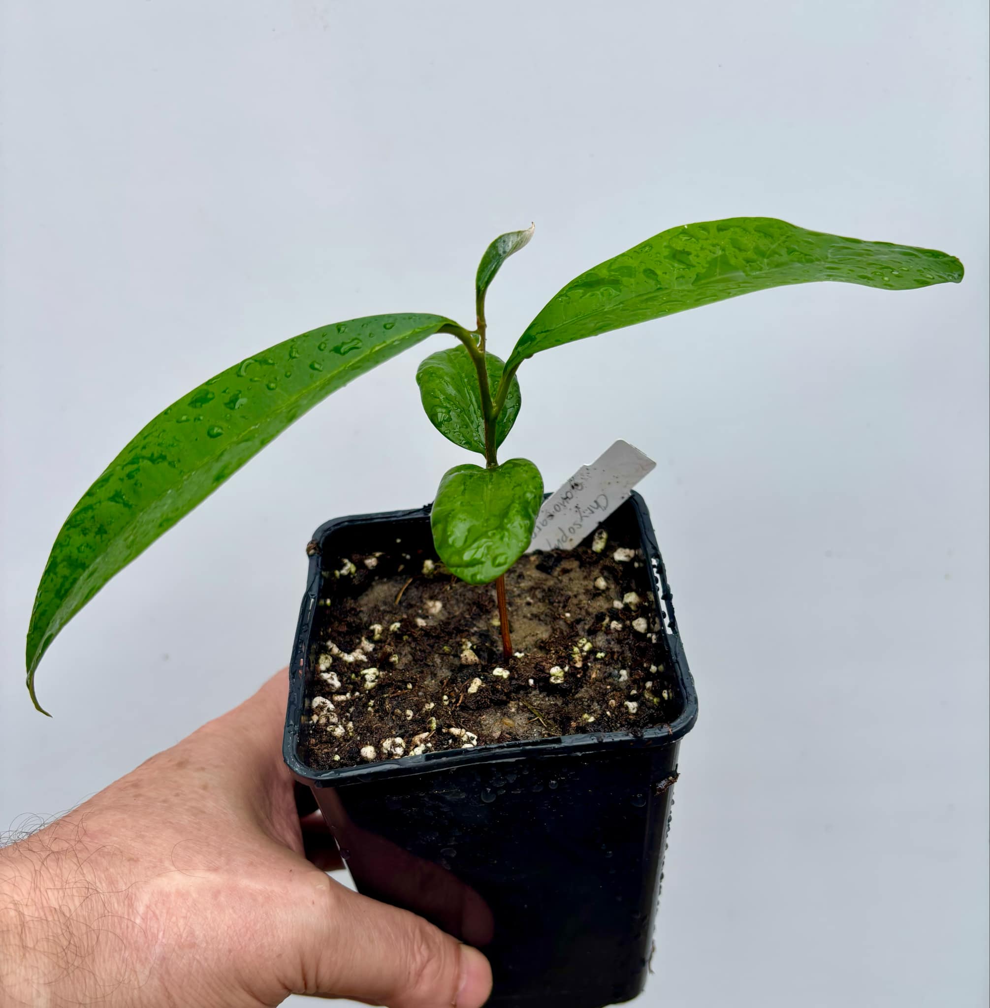 Aquai (Chrysophyllum gonocarpum)  -  1  potted seedling / 1 getopfter Sämling