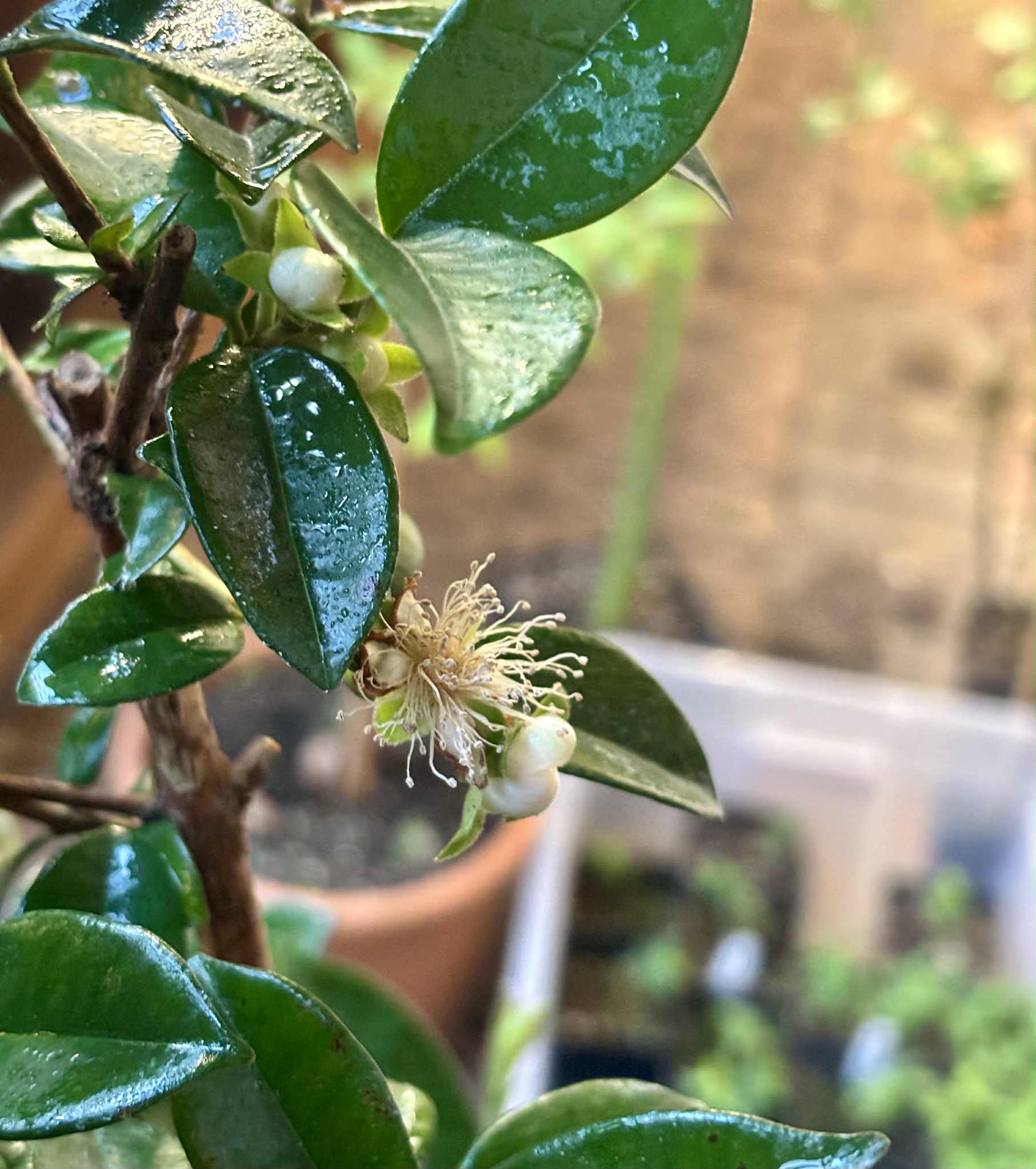 10 years old - Pitangatuba (Eugenia selloi)  - 1 potted plant / 1 getopfte Pflanze
