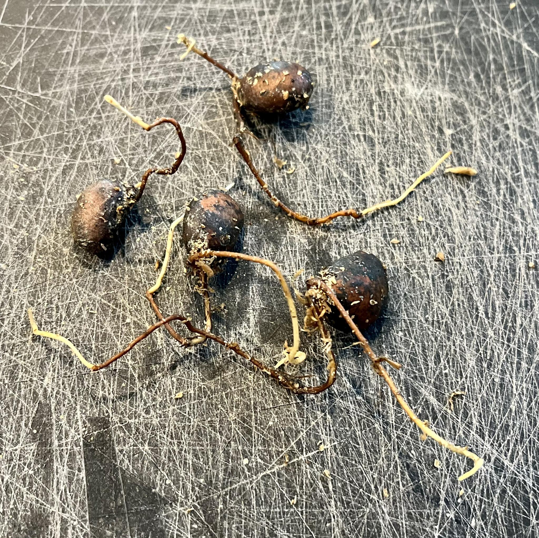 Myrciaria sp Pastora - 1 germinated seed / 1 gekeimter Samen