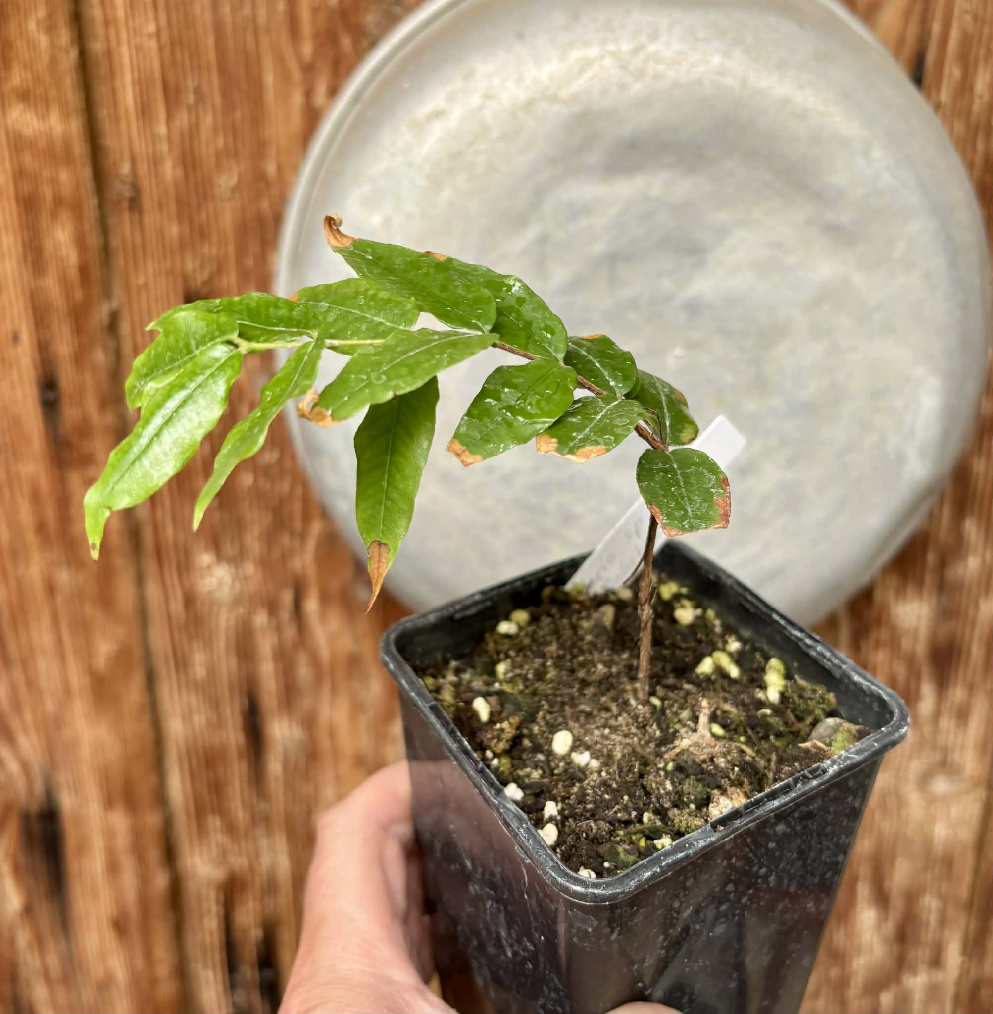 Myrciaria sp Jaboticaba - 1 potted seedling / 1 getopfter Sämling