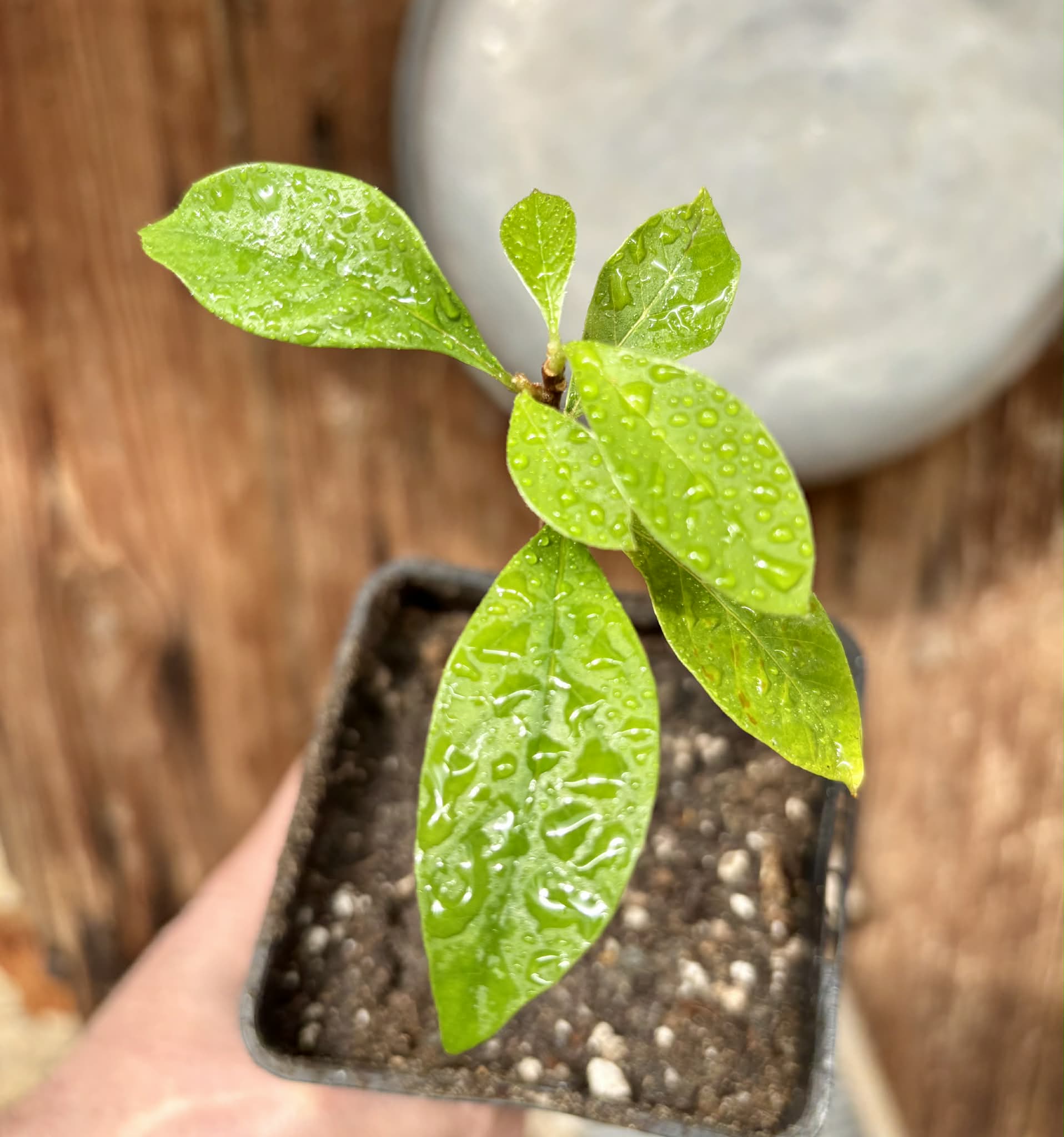 Marmixa (Pradosia lactescens) - 1 potted plant / 1 getopfte Pflanze