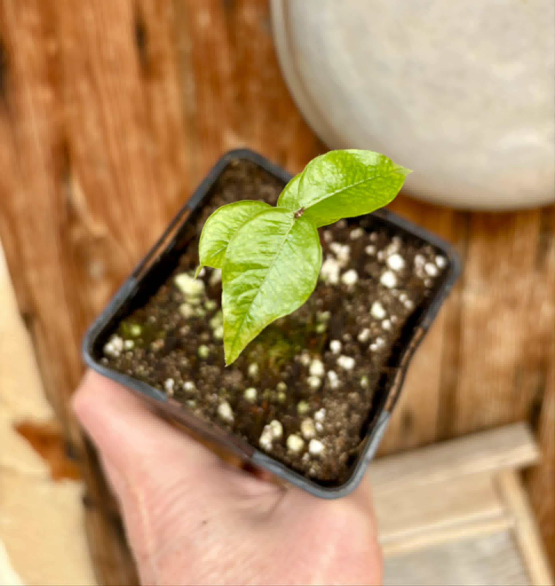 Plinia povedae - 1 potted seedling / 1 getopfter Sämling