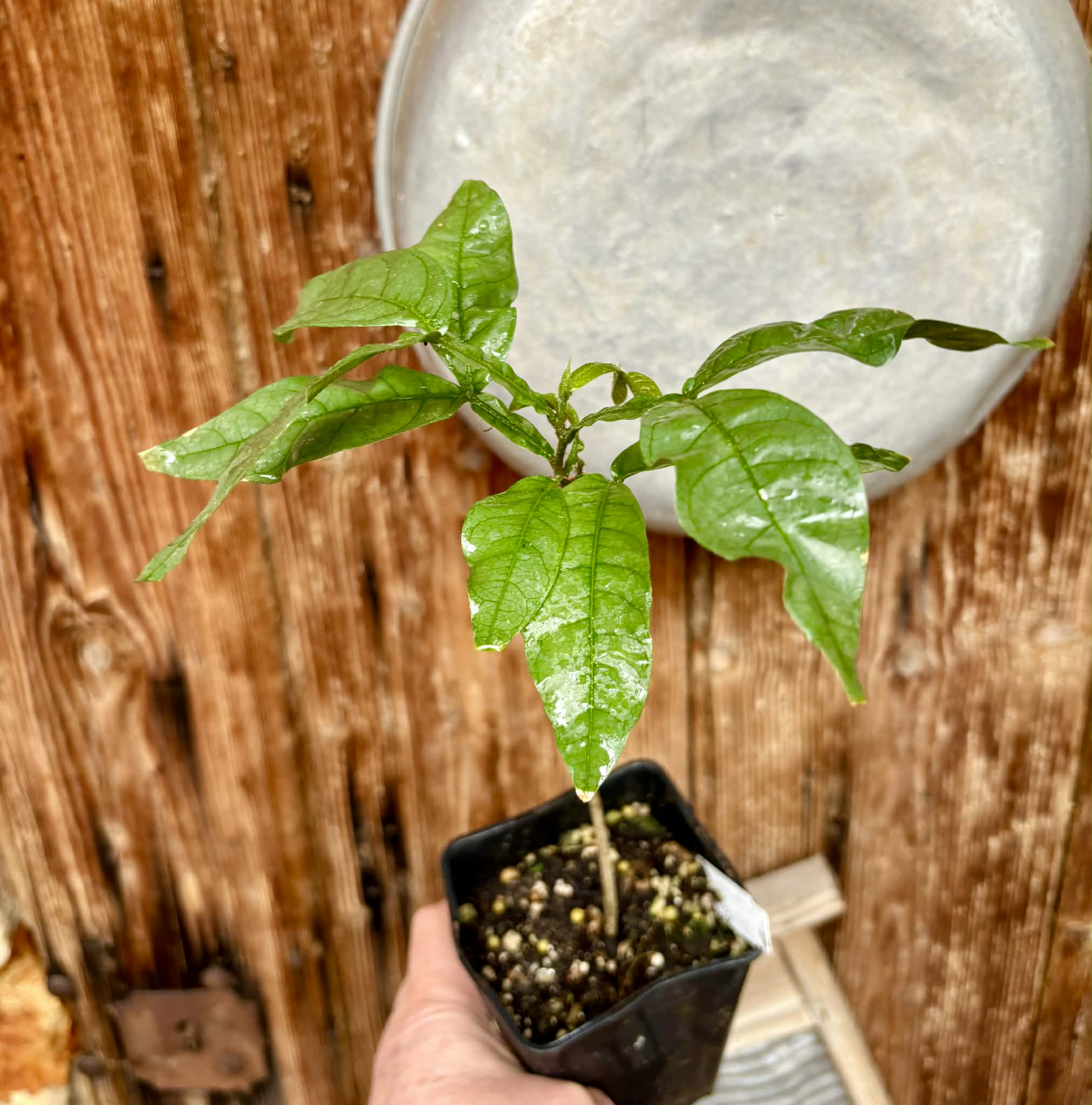 Inga spectabilis - Machete Ice cream bean - 1 potted plant / 1 getopfte Pflanze