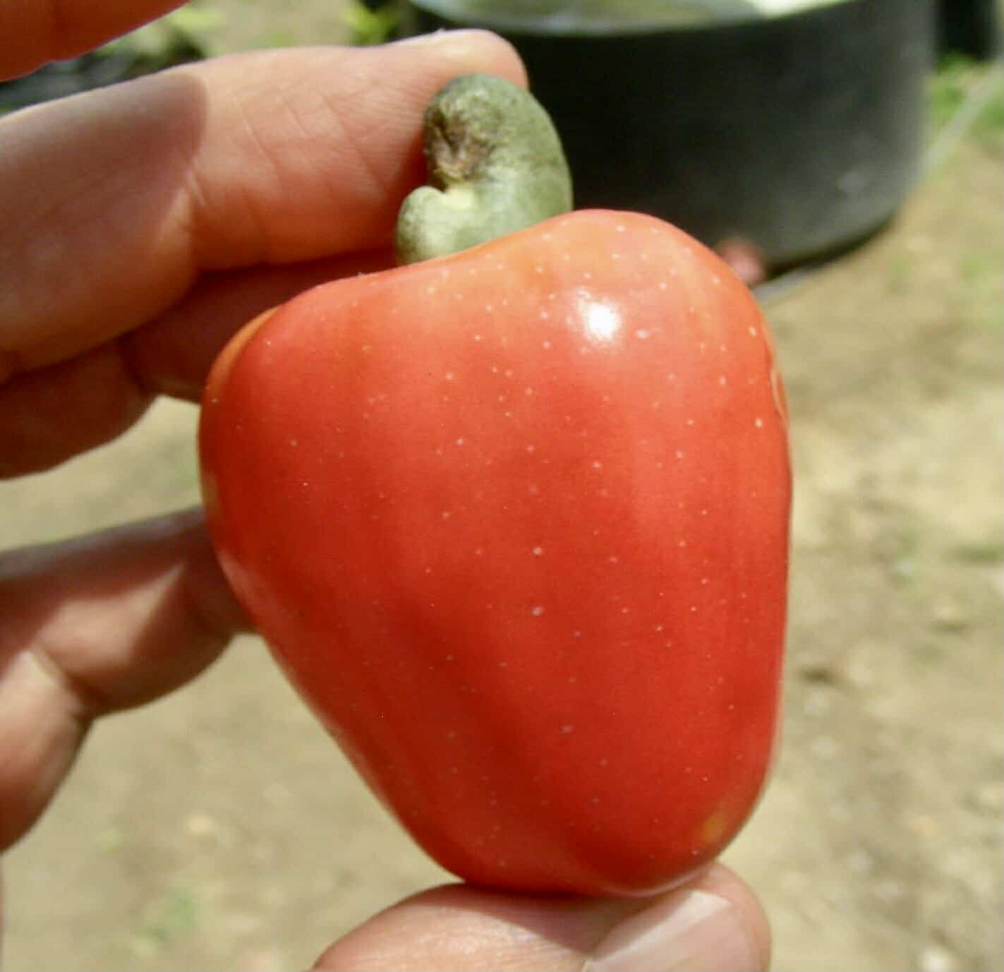 Cajuzinho - Anacardium humile - 2 fresh seeds / 2 frische Samen Cajuzinho - Anacardium humile - 2 fresh seeds / 2 frische Samen