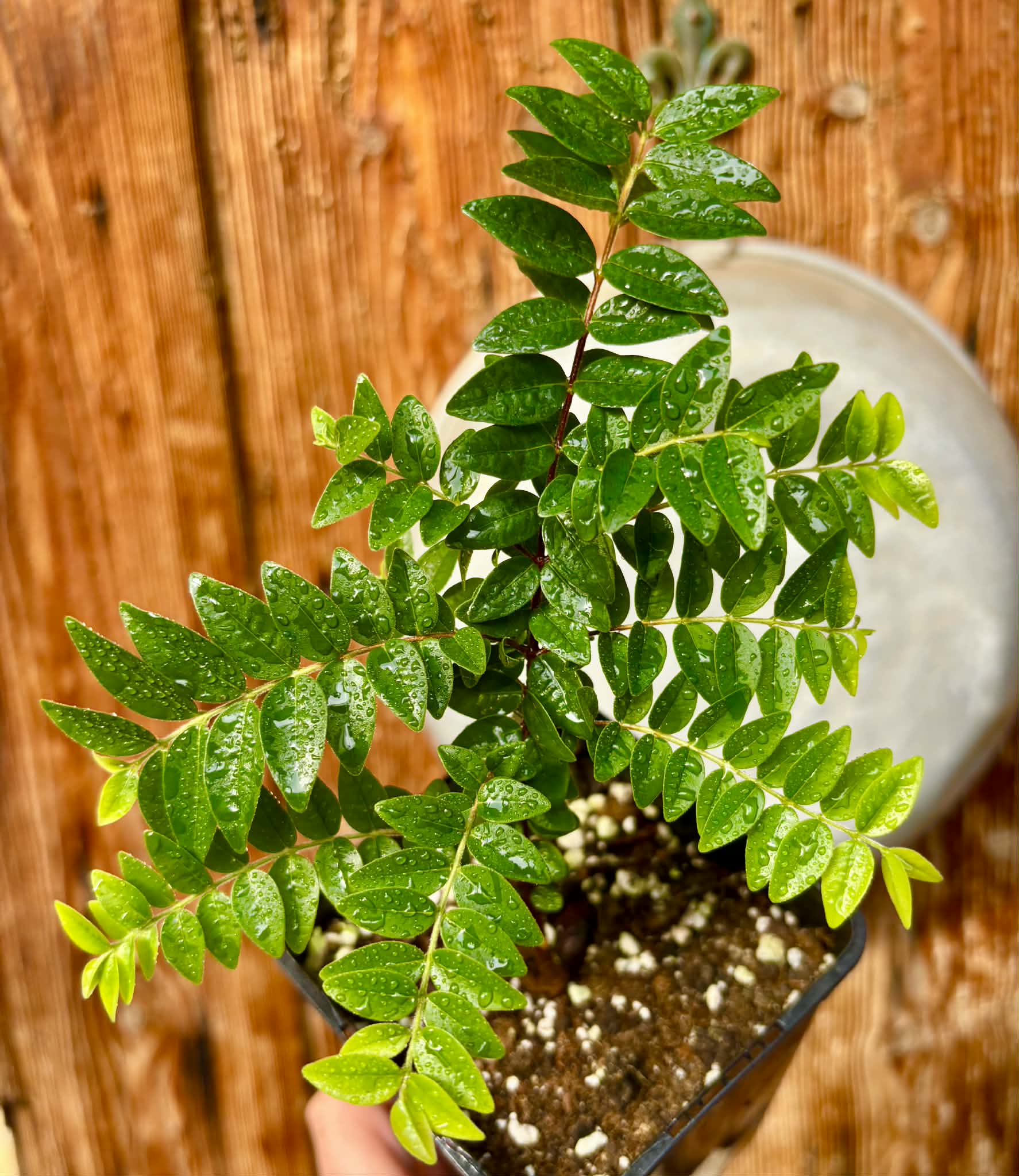 Myrciaria sp Pastora - 1 potted seedling / 1 getopfter Sämling