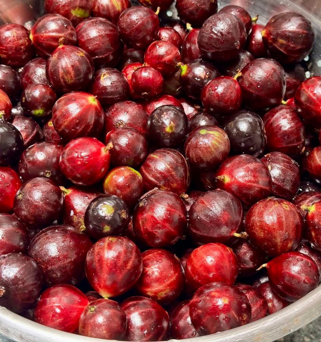 Jaboticaba Hybrid (Plinia phitrantha NOVAK x Plinia trunciflora) - 1 potted plant / 1 getopfte Pflanze