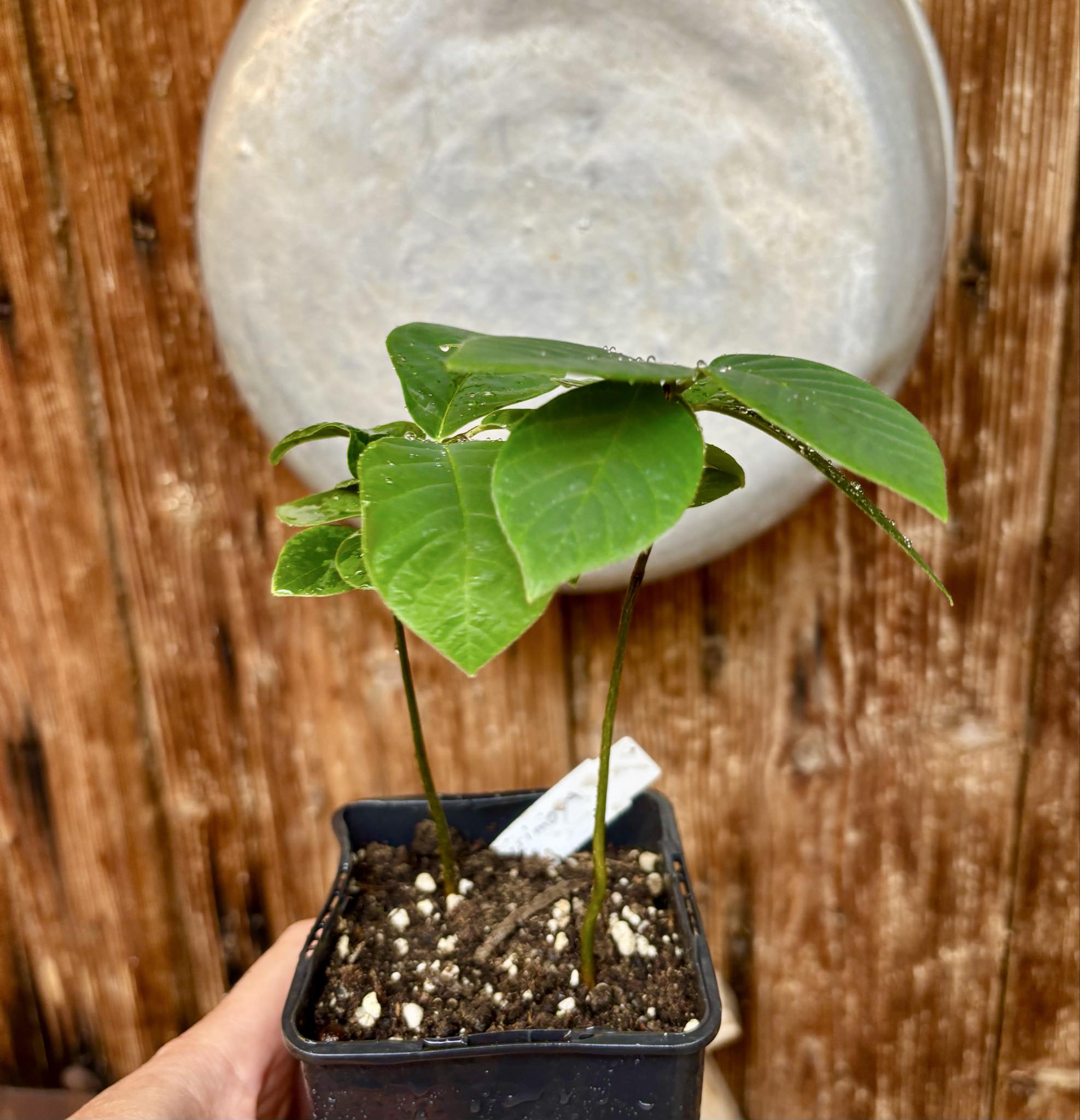 2 in 1 pot - Cherimoya var. Fino de Jete (Annona cherimola) - 1 potted plant / 1 getopfte Pflanze