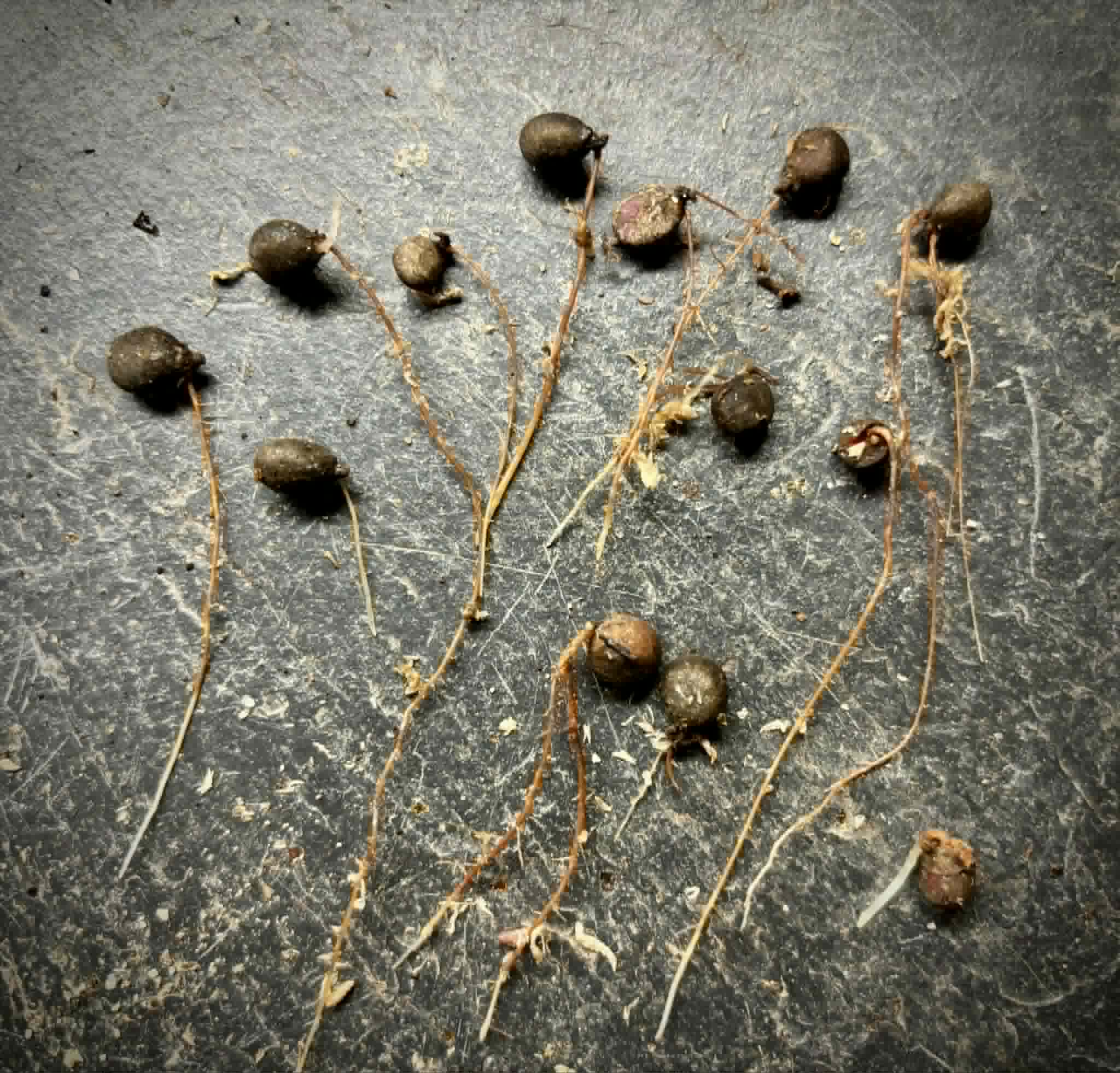 13 germinated seeds - Eugenia ligustrina - 13 germinated seeds / 13 gekeimte Samen