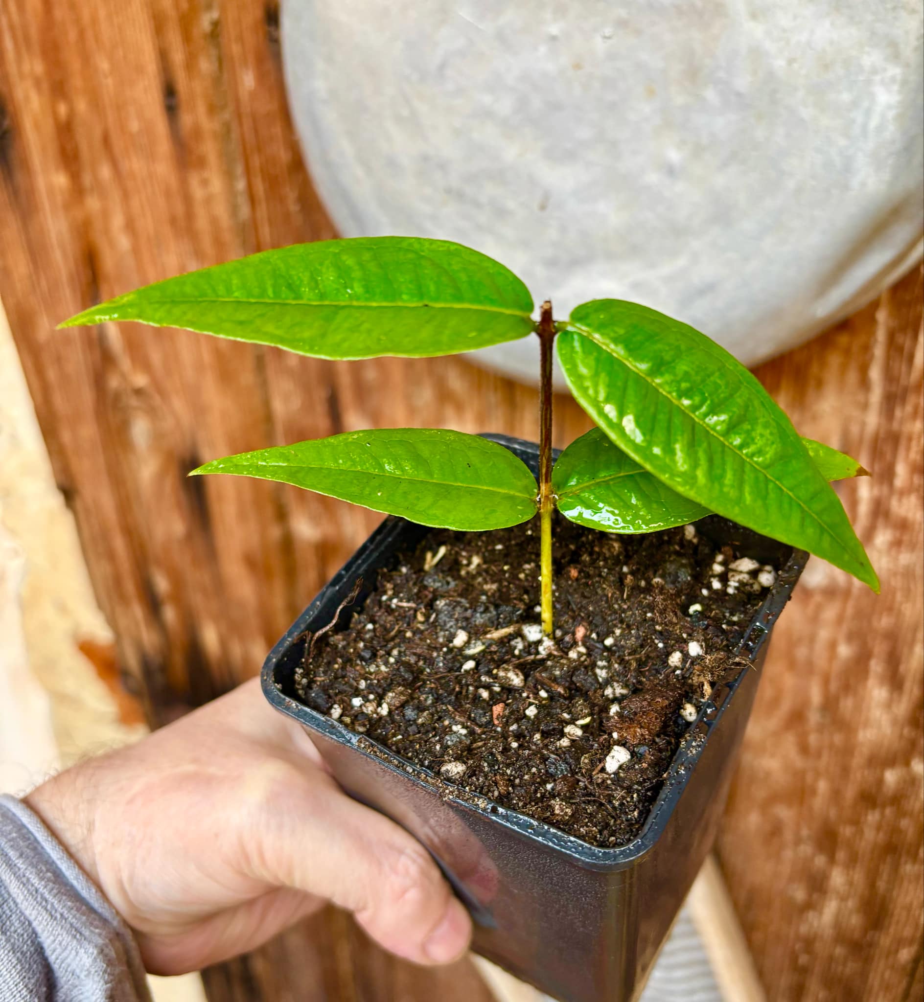 Plinia phitrantha var. UNESP  - 1 rooted, potted cutting / 1 bewurzelter, getopfter Steckling