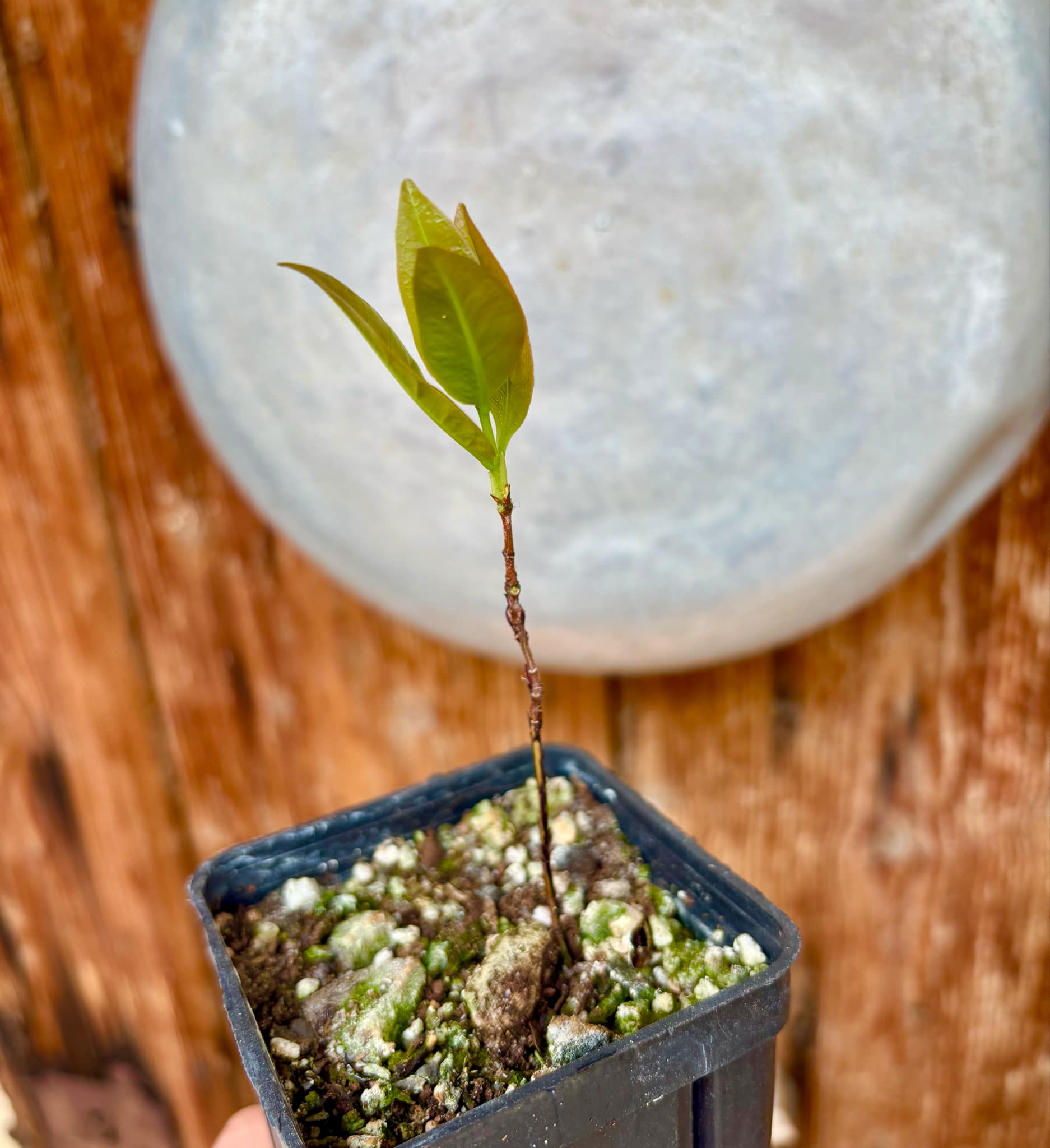 Cagaita (Eugenia dysenterica) - 1 potted seedling / 1 getopfter Sämling