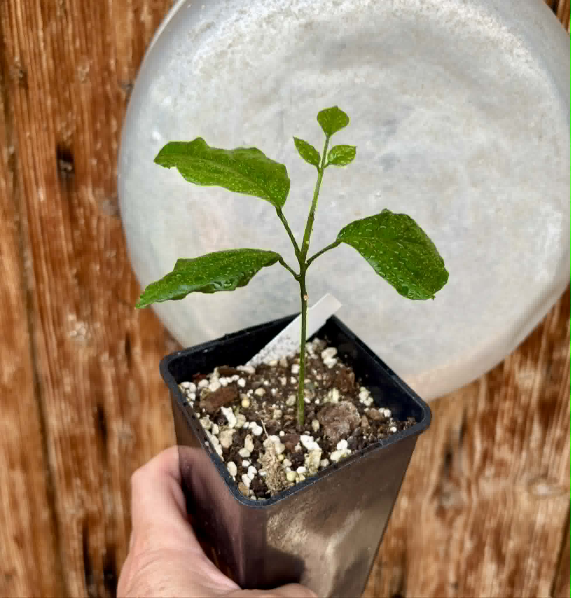 Wampee (Clausena lansium) - 1 potted seedling / 1 getopfter Sämling Kopie
