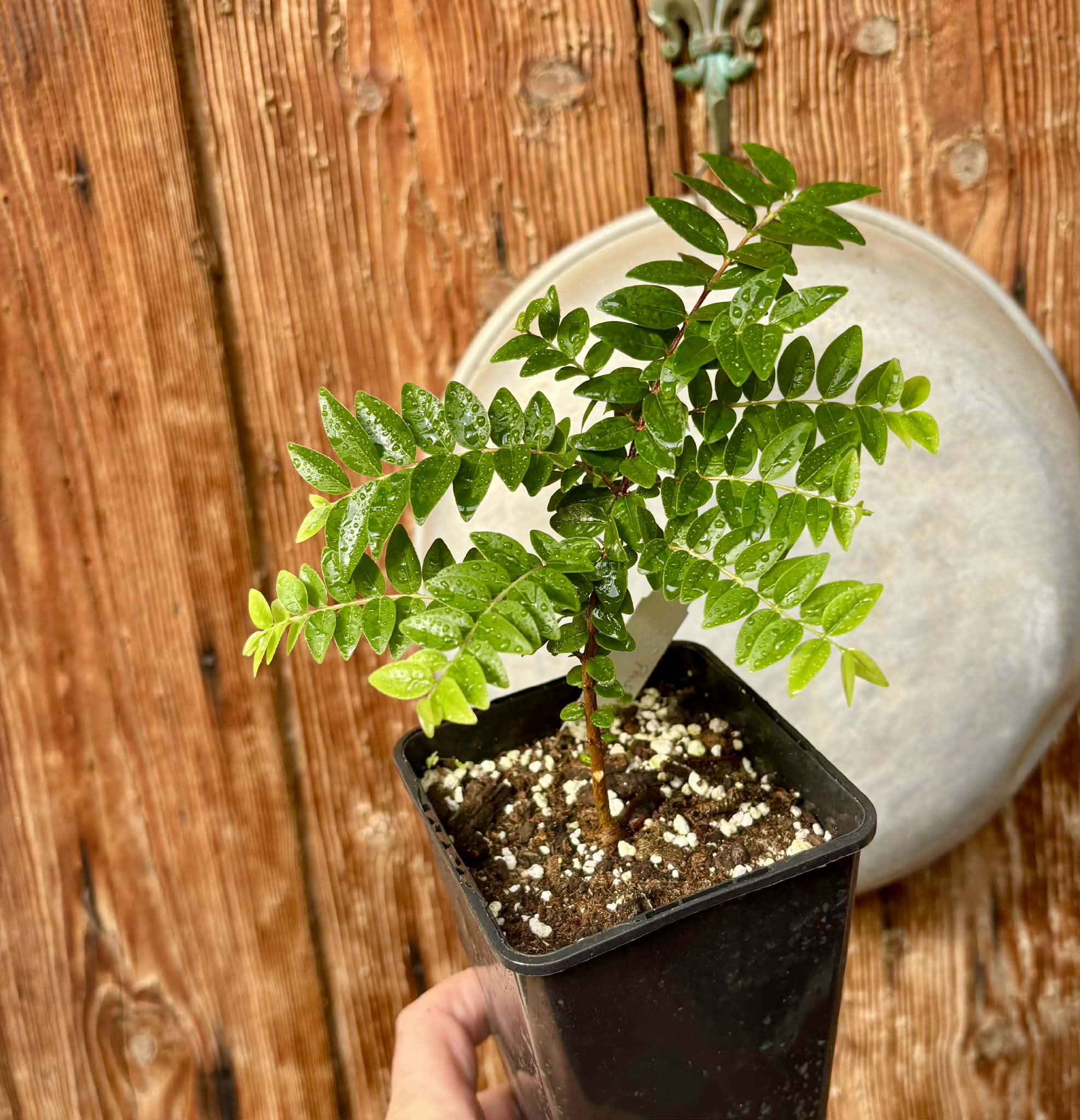 Myrciaria sp Pastora - 1 potted seedling / 1 getopfter Sämling