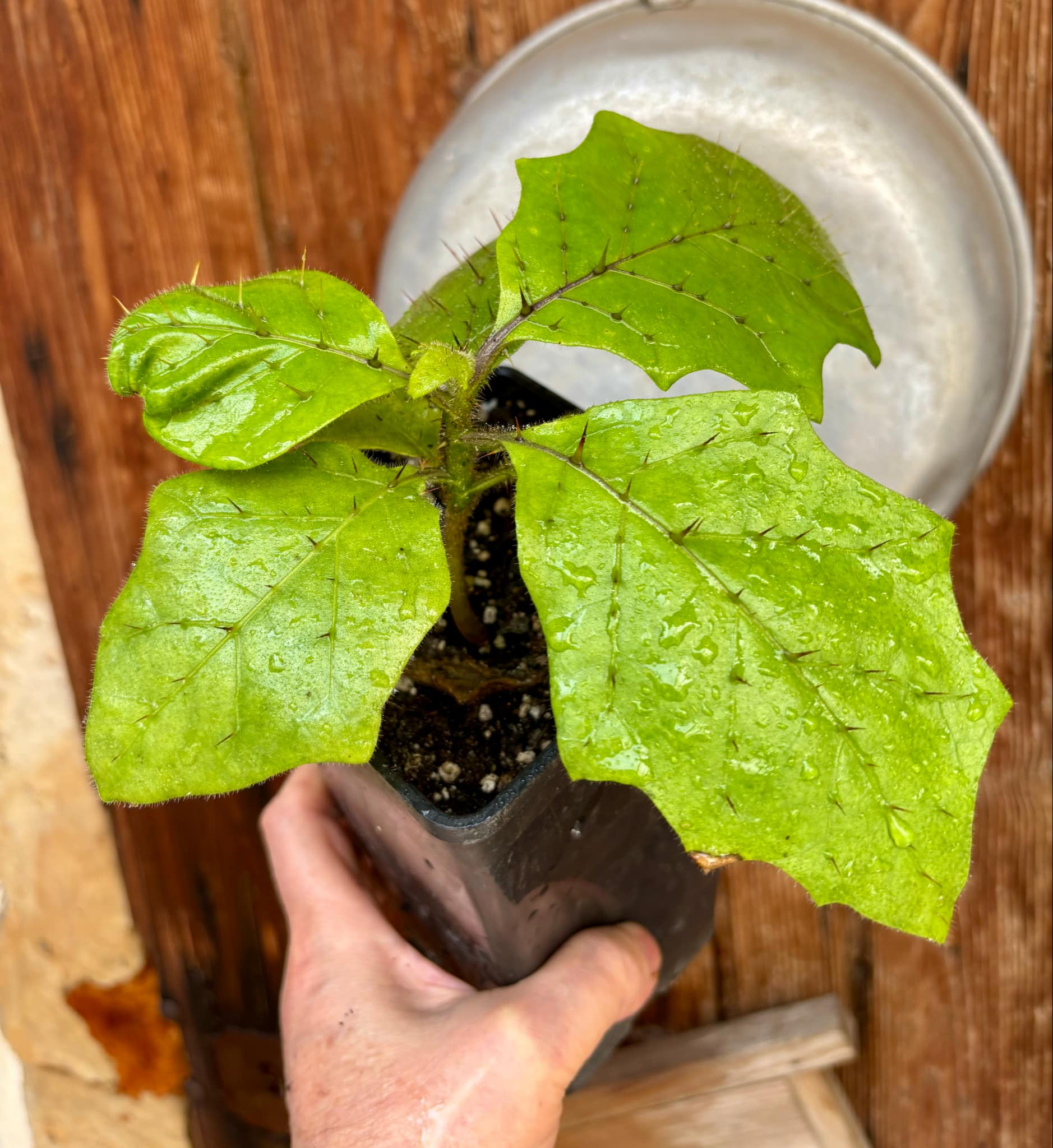 Solanum sp Verde Bahia - 1 potted plant / 1 getopfte Pflanze