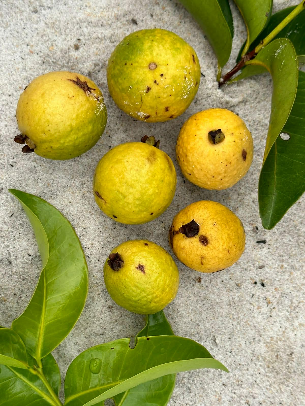 Psidium sp Cuba - 1 fresh seed / 1 frischer Samen