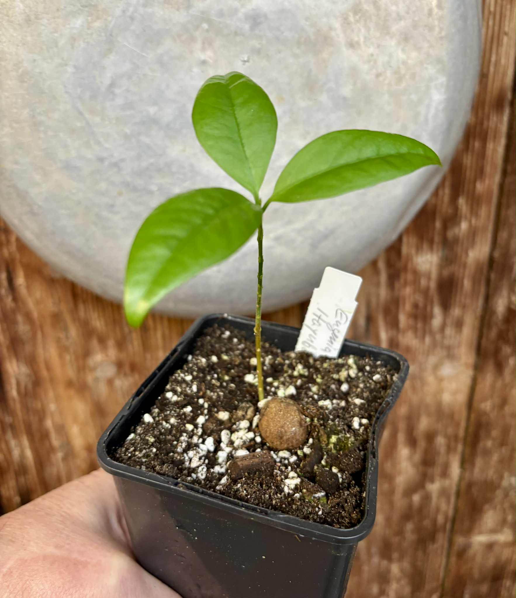 Eugenia sp Itayuba - 1 potted seedling / 1 getopfter Sämling