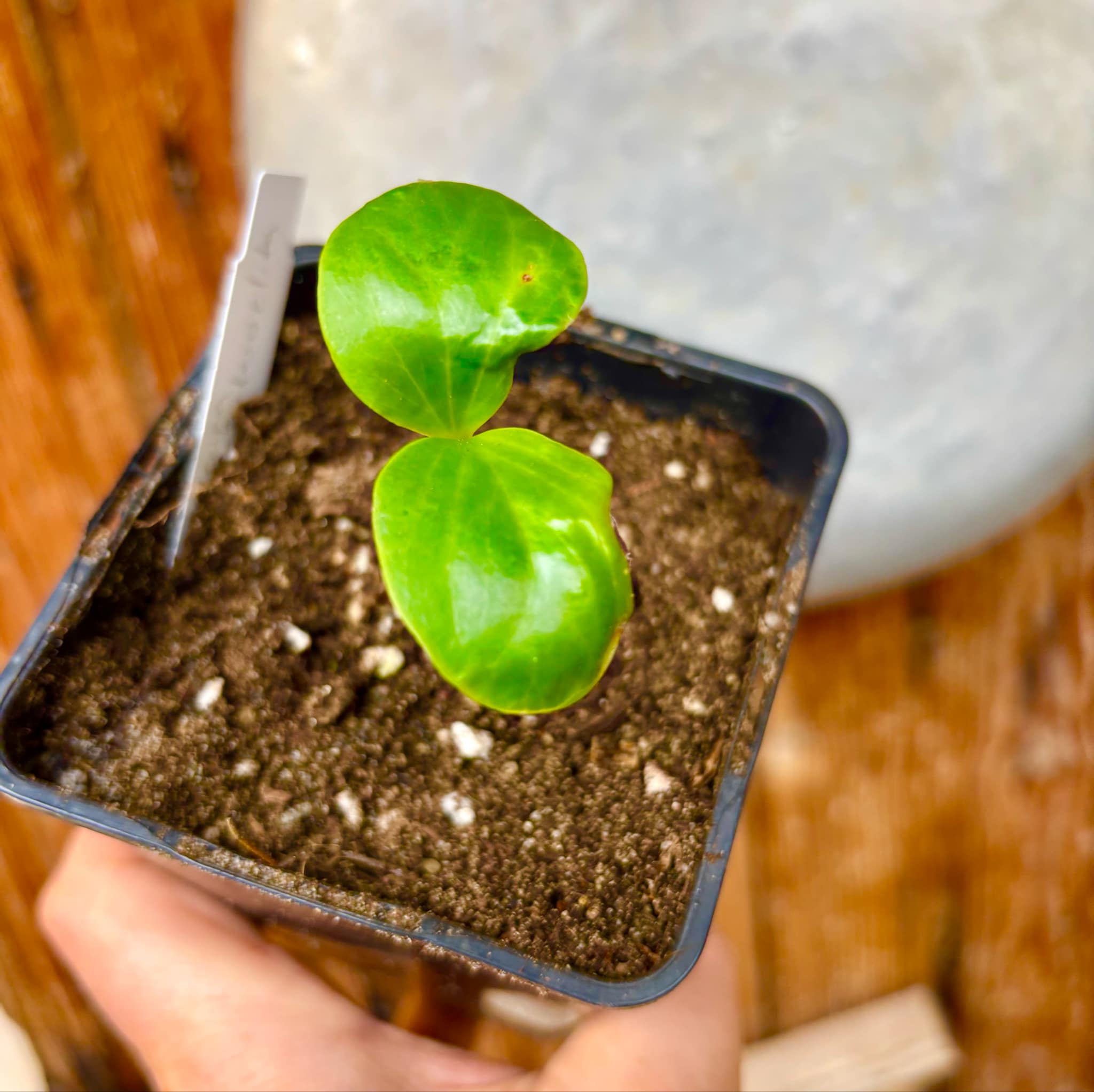 Kadsura heteroclita "Bursting Star" - 1 small potted seedling / 1 kleiner, getopfter Sämling Kadsura heteroclita "Bursting Star" - 1 small potted seedling / 1 kleiner, getopfter Sämling