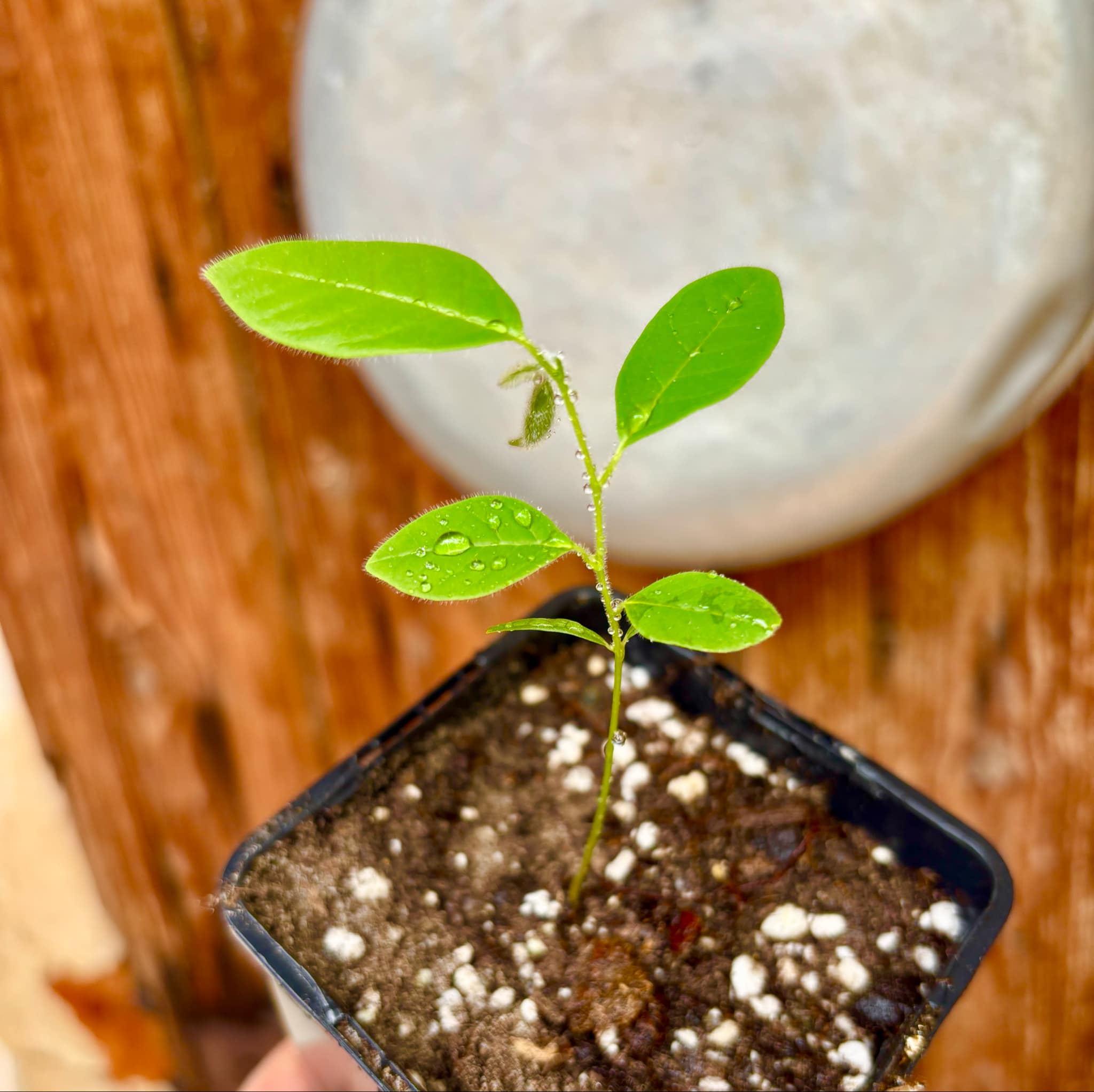 Annona spraguei - Nonita - 1 small potted seedling / 1 kleiner getopfter Sämling