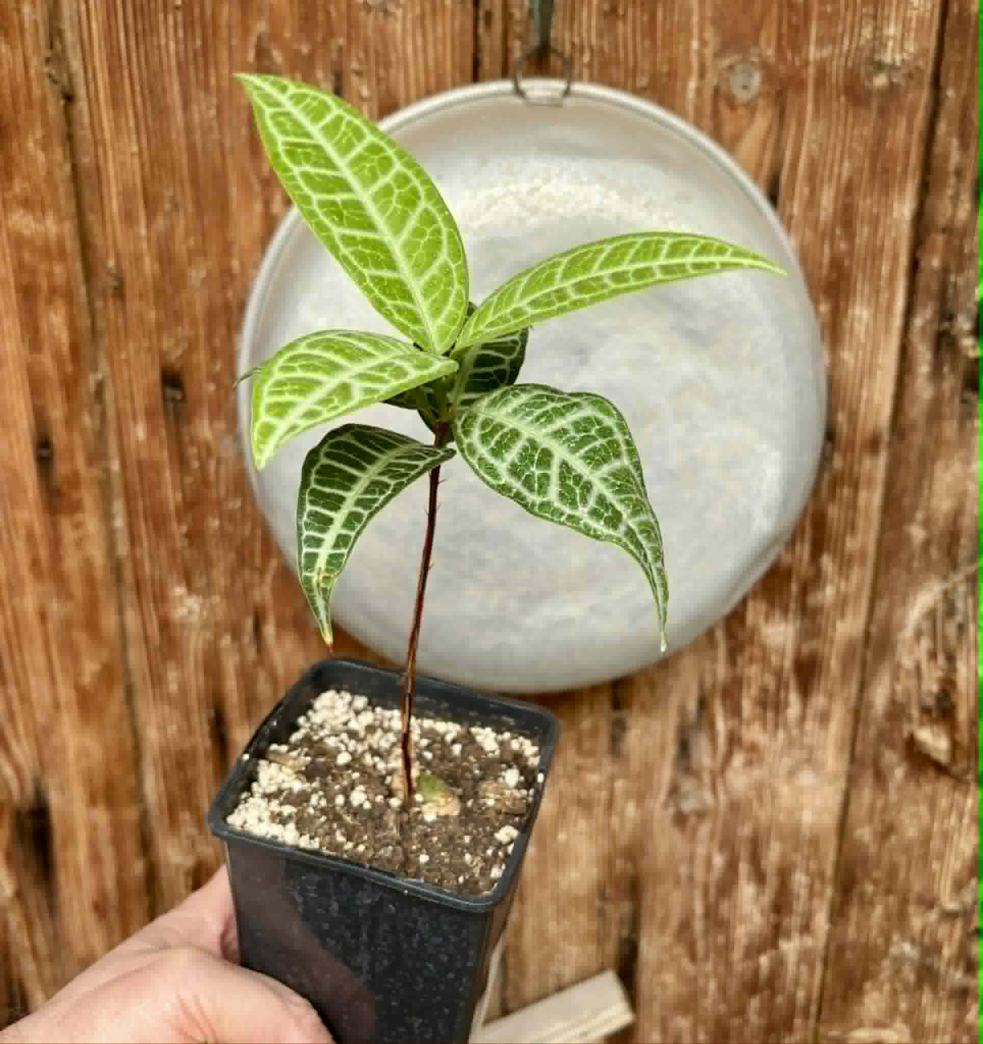 Eugenia sp Labisia -  1 potted seedling / 1 getopfter Sämling