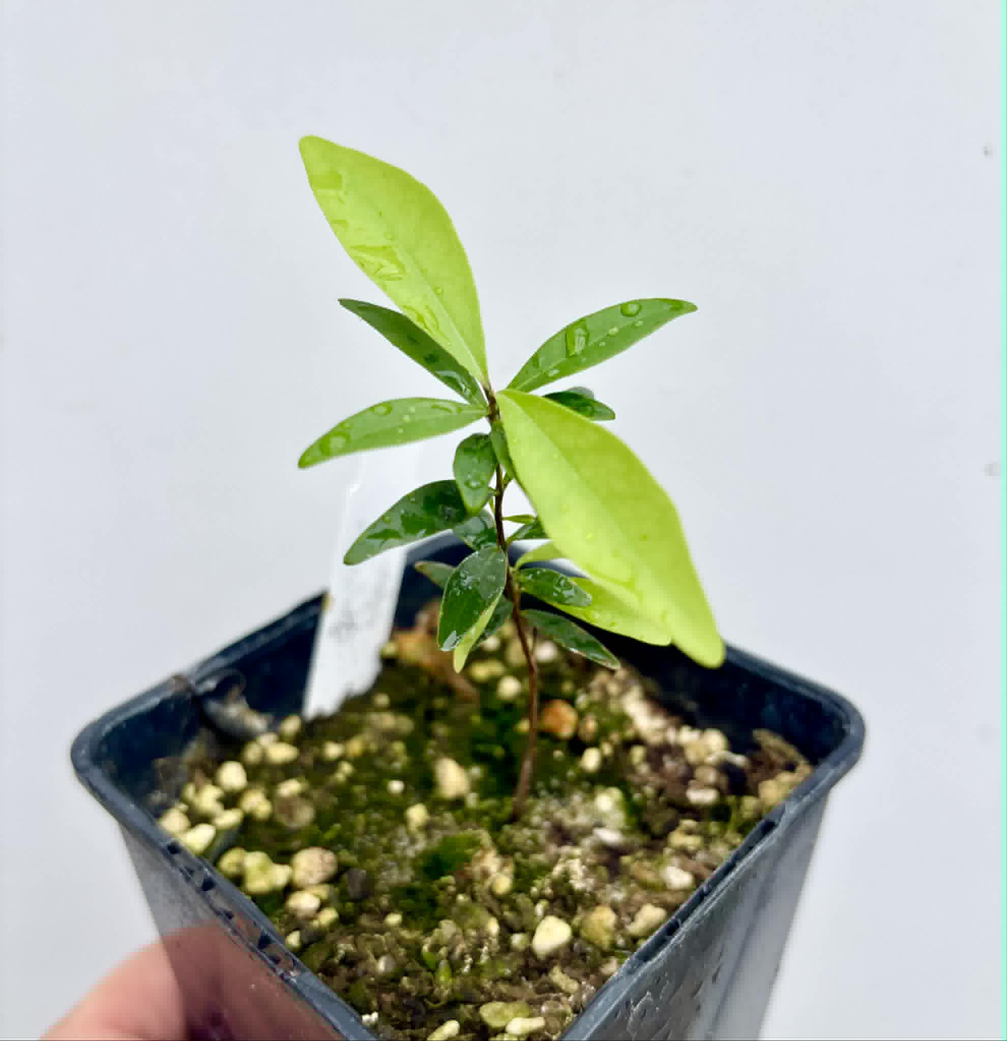  Eugenia axillaris  - White Stopper - 1 potted seedling / 1 getopfter Sämling