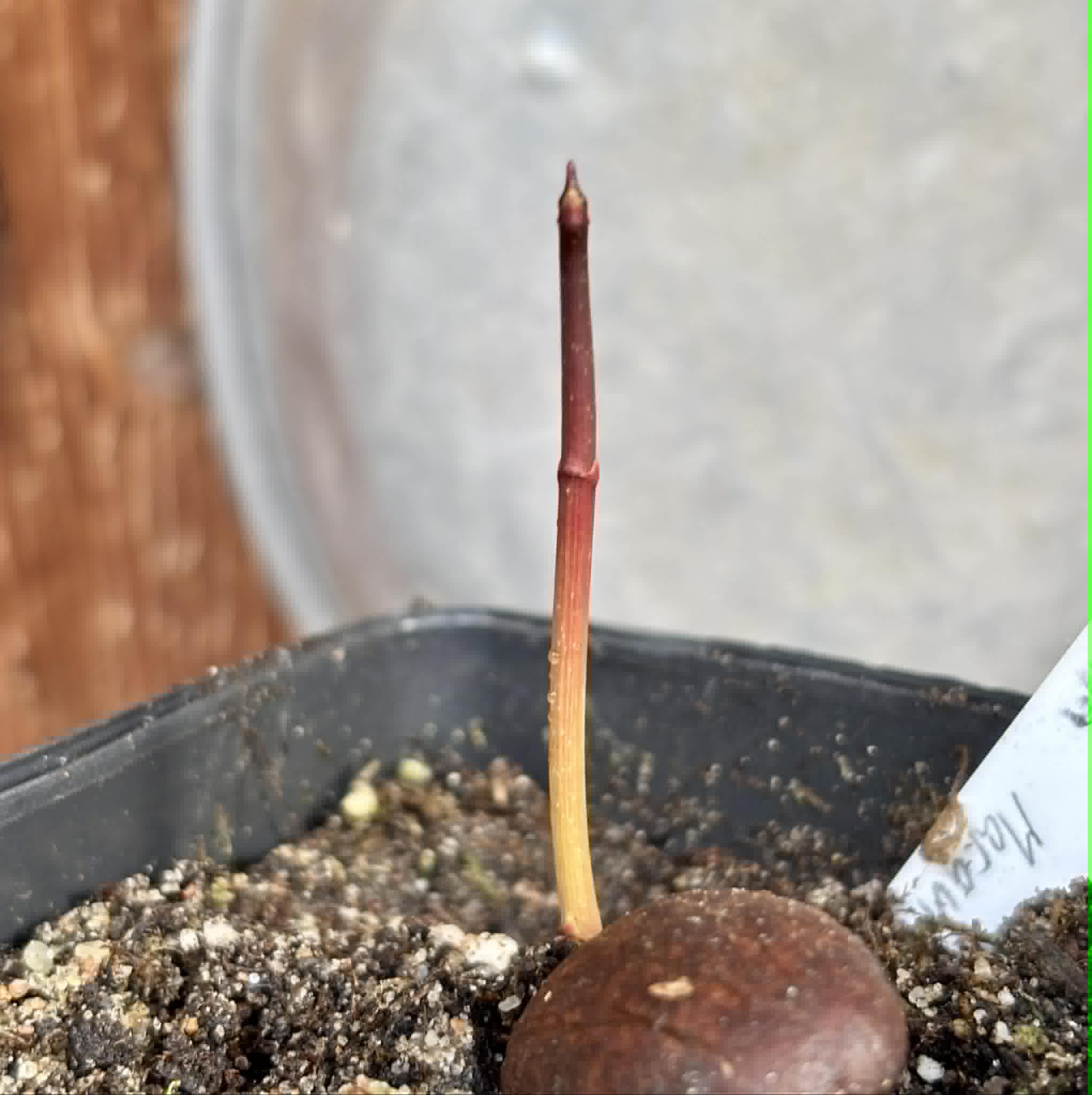 Garcinia macrophylla var. Maraú - 1 potted seedling / 1 getopfter Sämling