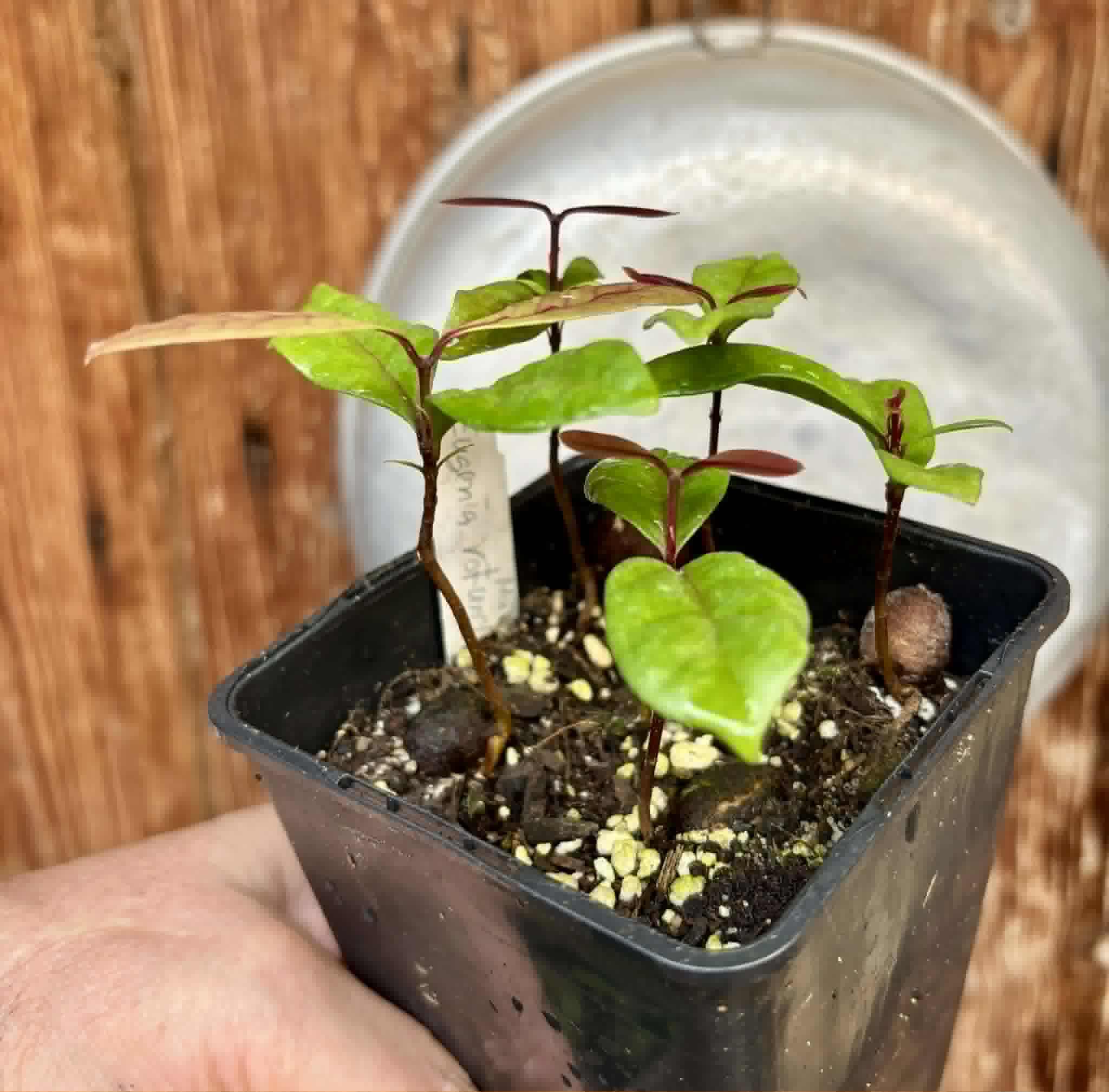 5 in 1 pot - Eugenia rotundifolia var. Maruim - 5 seedlings in one pot / 5 Sämlinge in einem Topf