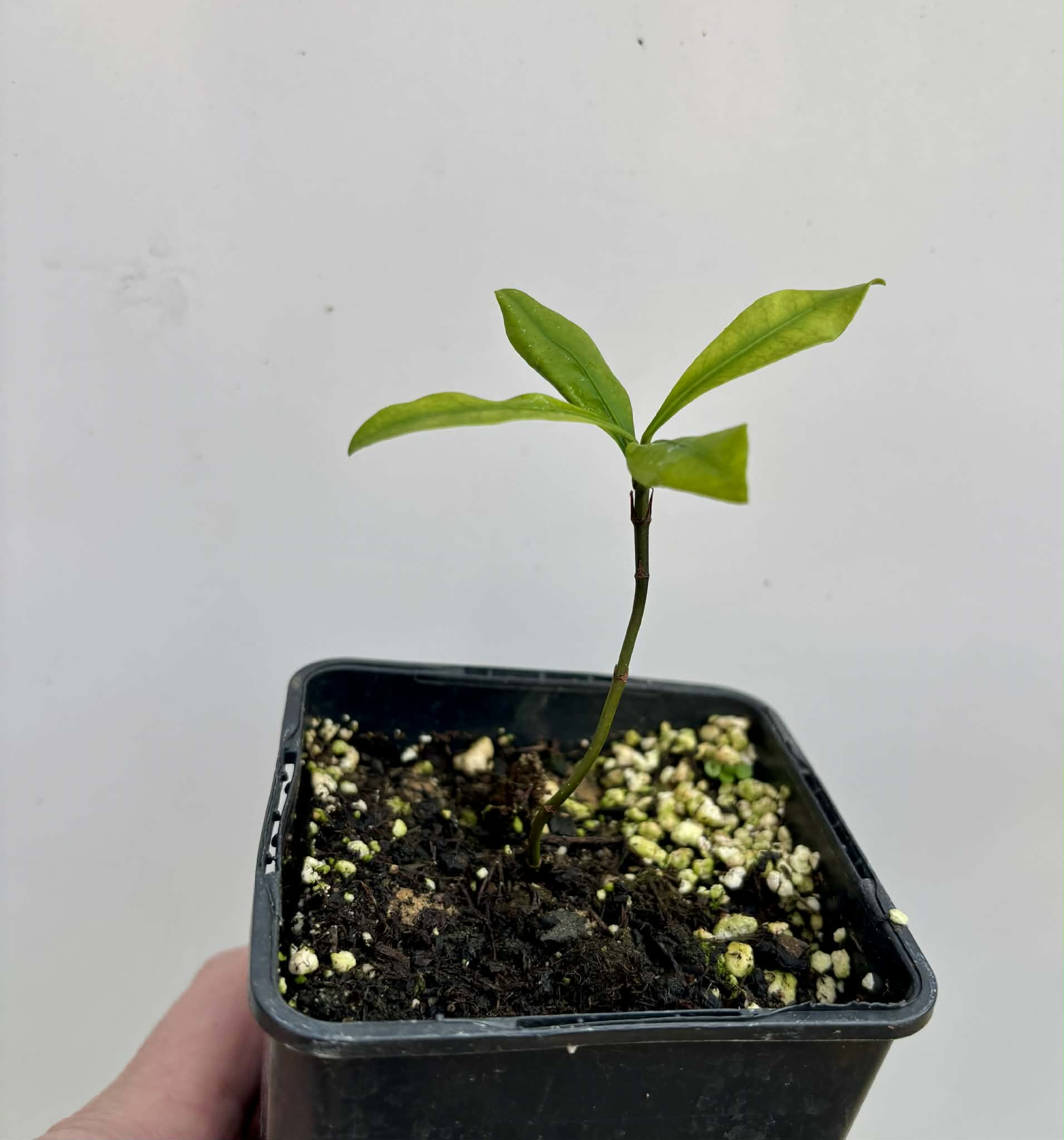Lemon Drop Mangosteen (Garcinia intermedia) - 1 potted plant / 1 getopfte Pflanze
