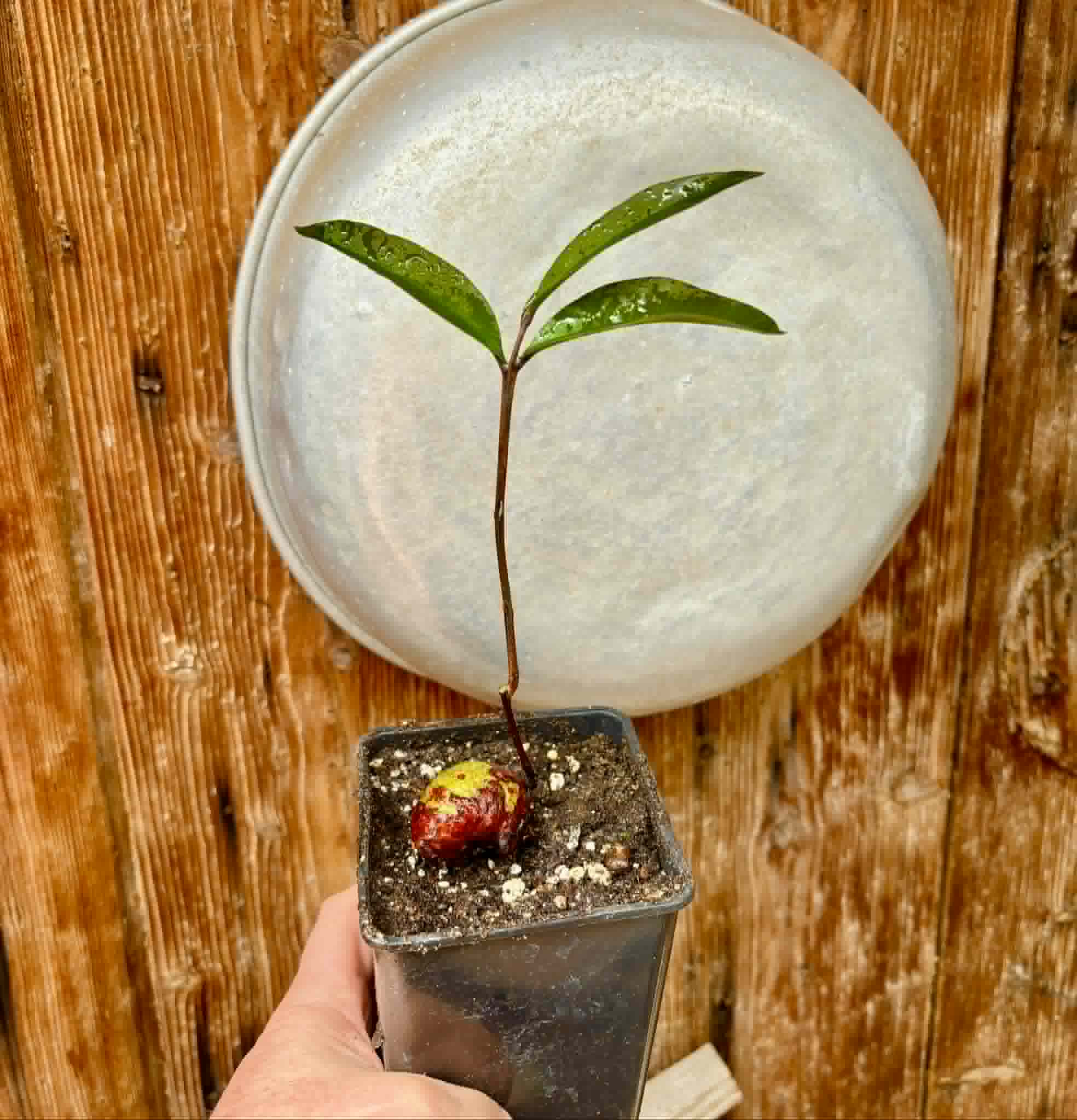 Eugenia sp Maca BIG -  1 potted seedling / 1 getopfter Sämling