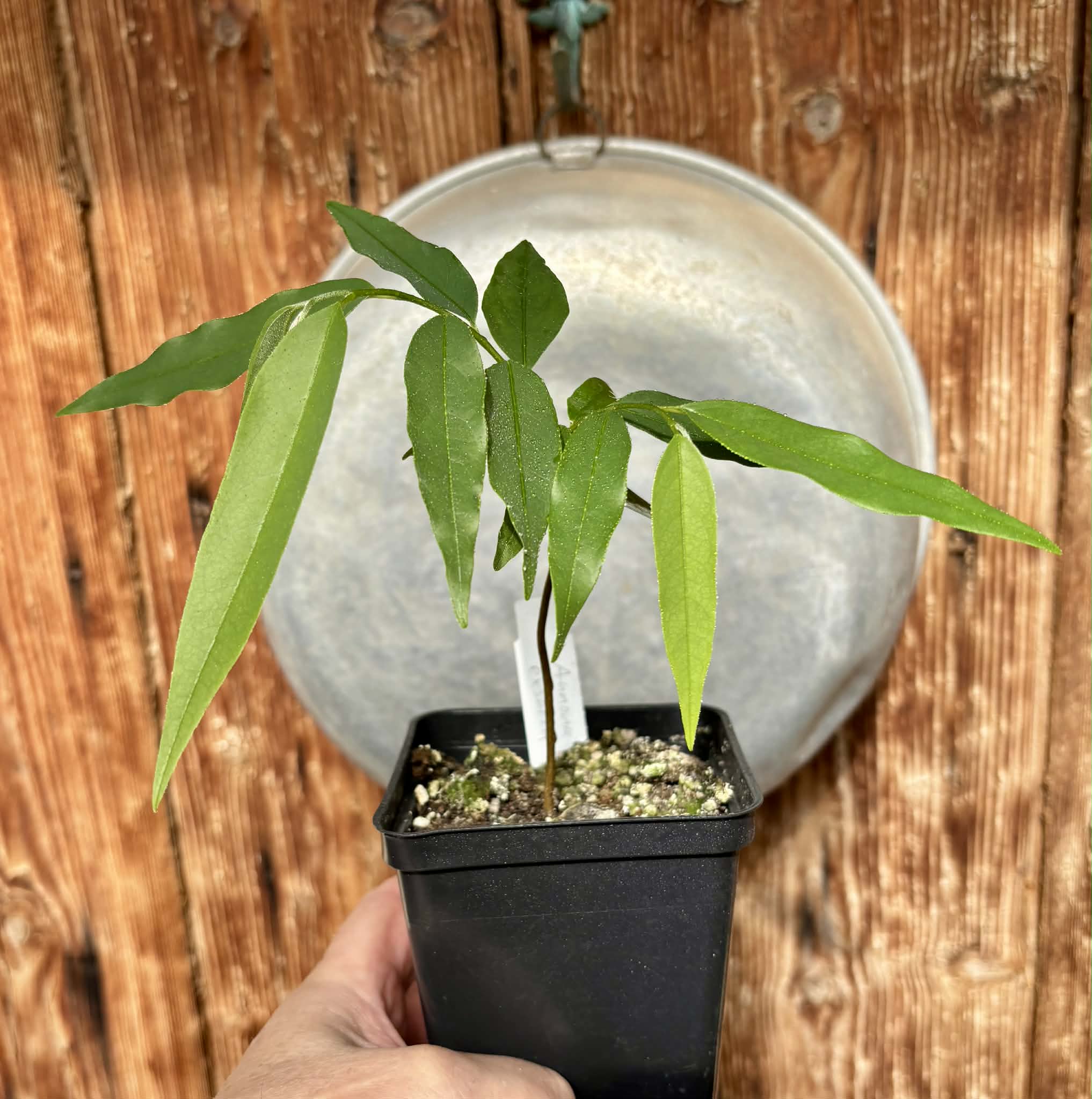 Annona exsucca - 1 potted plant / 1 getopfte Pflanze