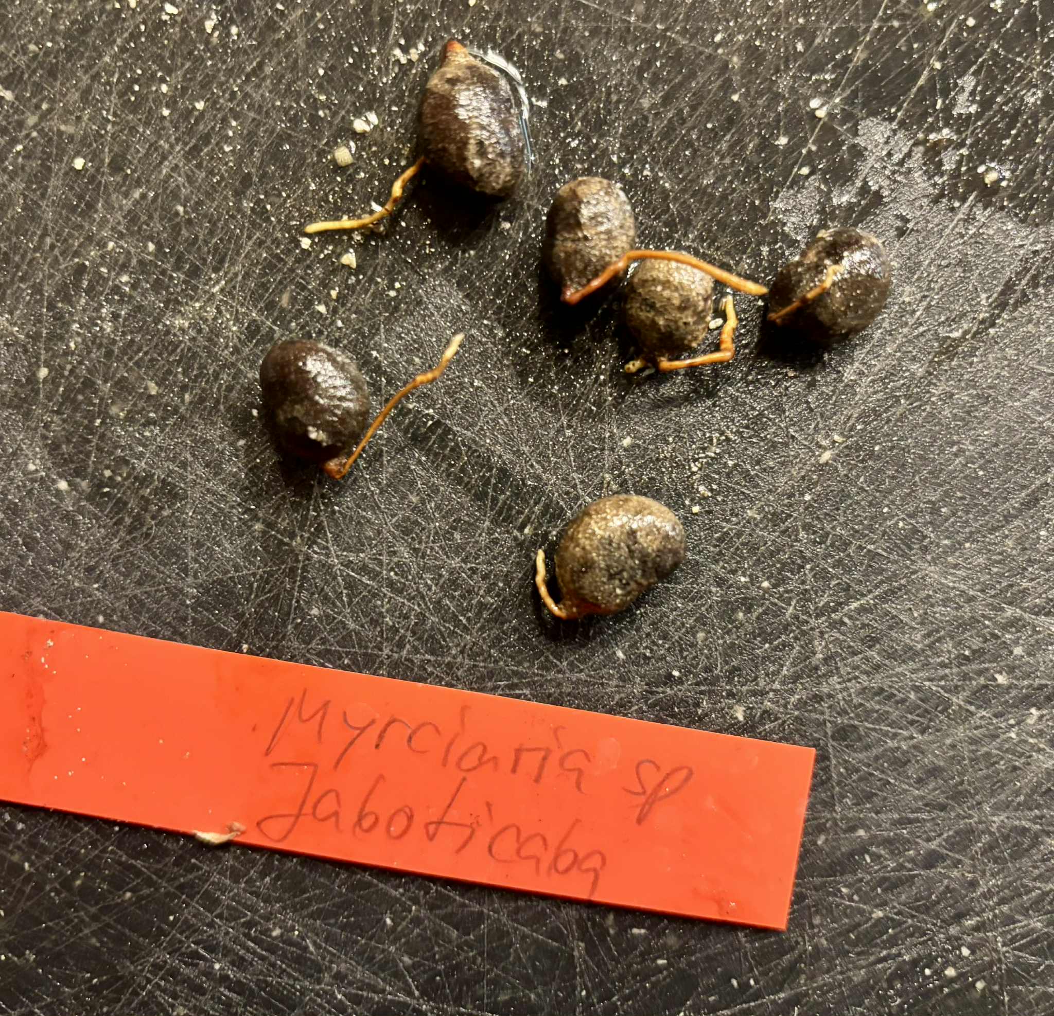 Myrciaria sp Jaboticaba - 1 germinated seed / 1 gekeimter Samen