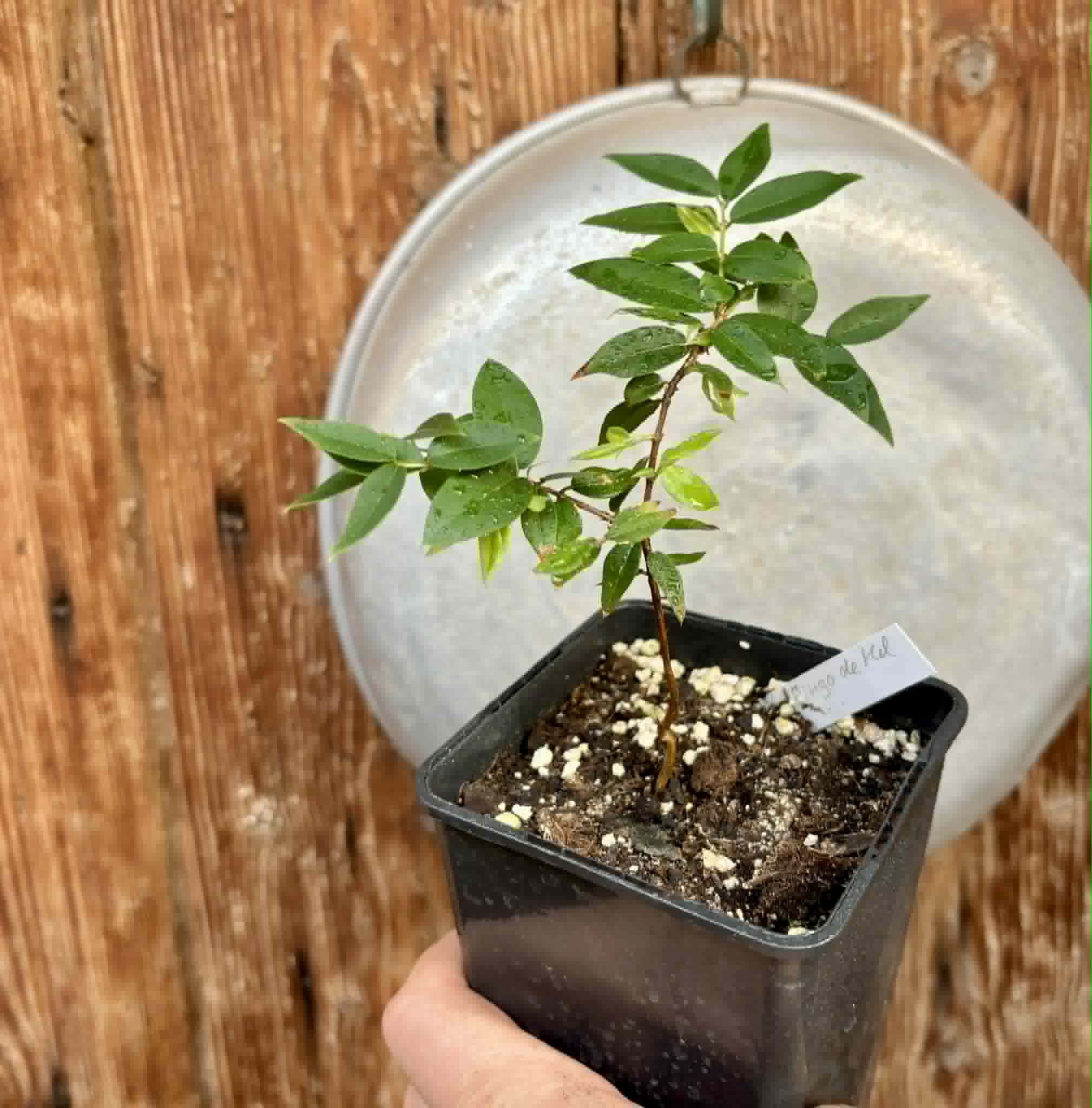 Jaboticaba - Plinia sp Pingo de Mel (Vilela A3) -  1 potted seedling / 1  getopfter Sämling