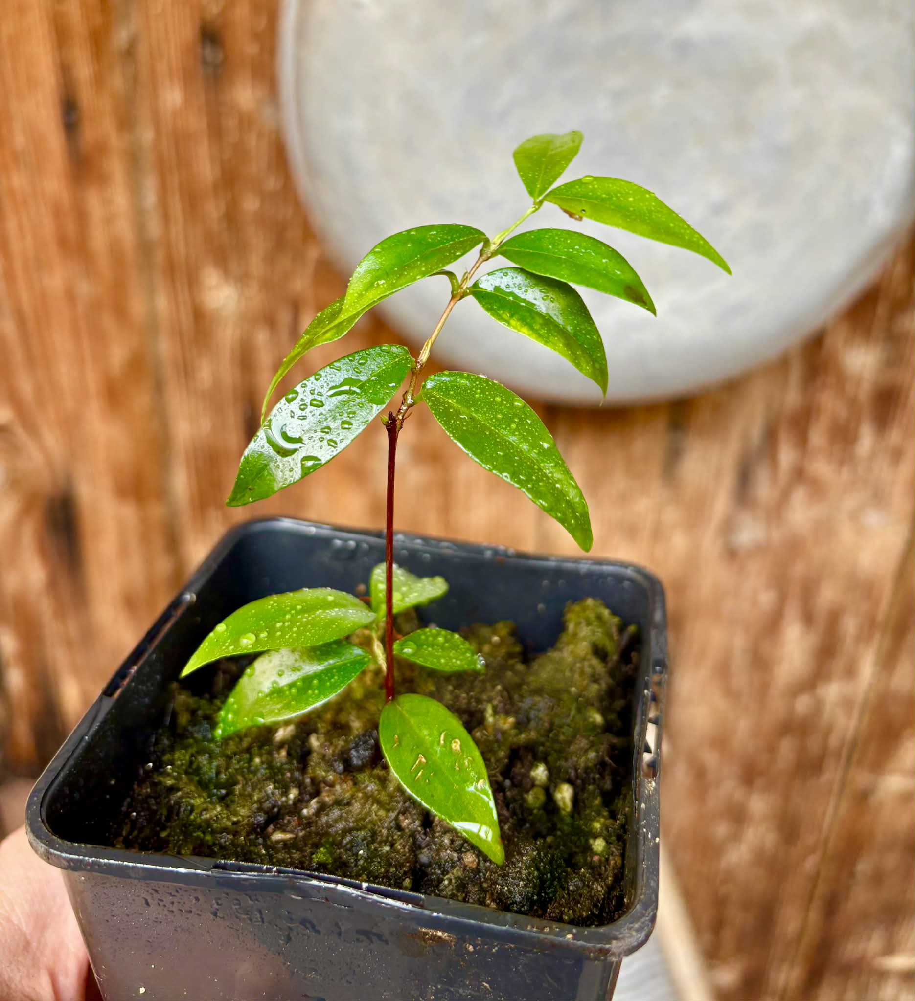 rooted cutting from over 4 years old plant - Eugenia sp Laranja Serralandia - 1 potted plant / 1 getopfte Pflanze