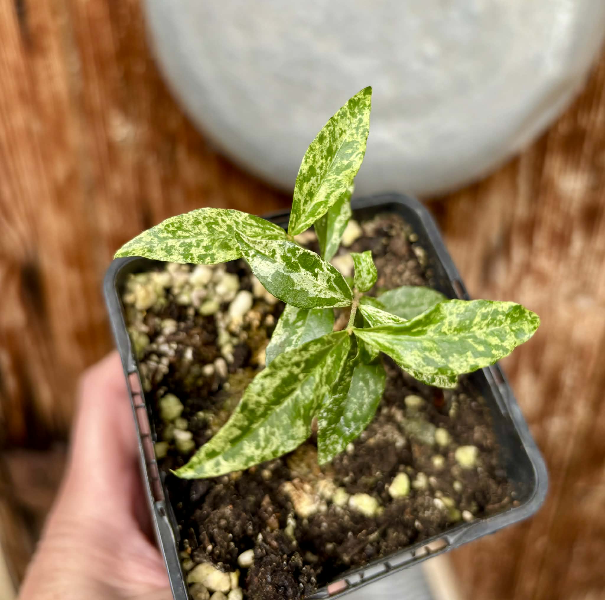 variegated Acerola (Malpighia glabra) rooted cutting - 1 potted rooted cutting / 1 getopfter, bewurzelter Steckling