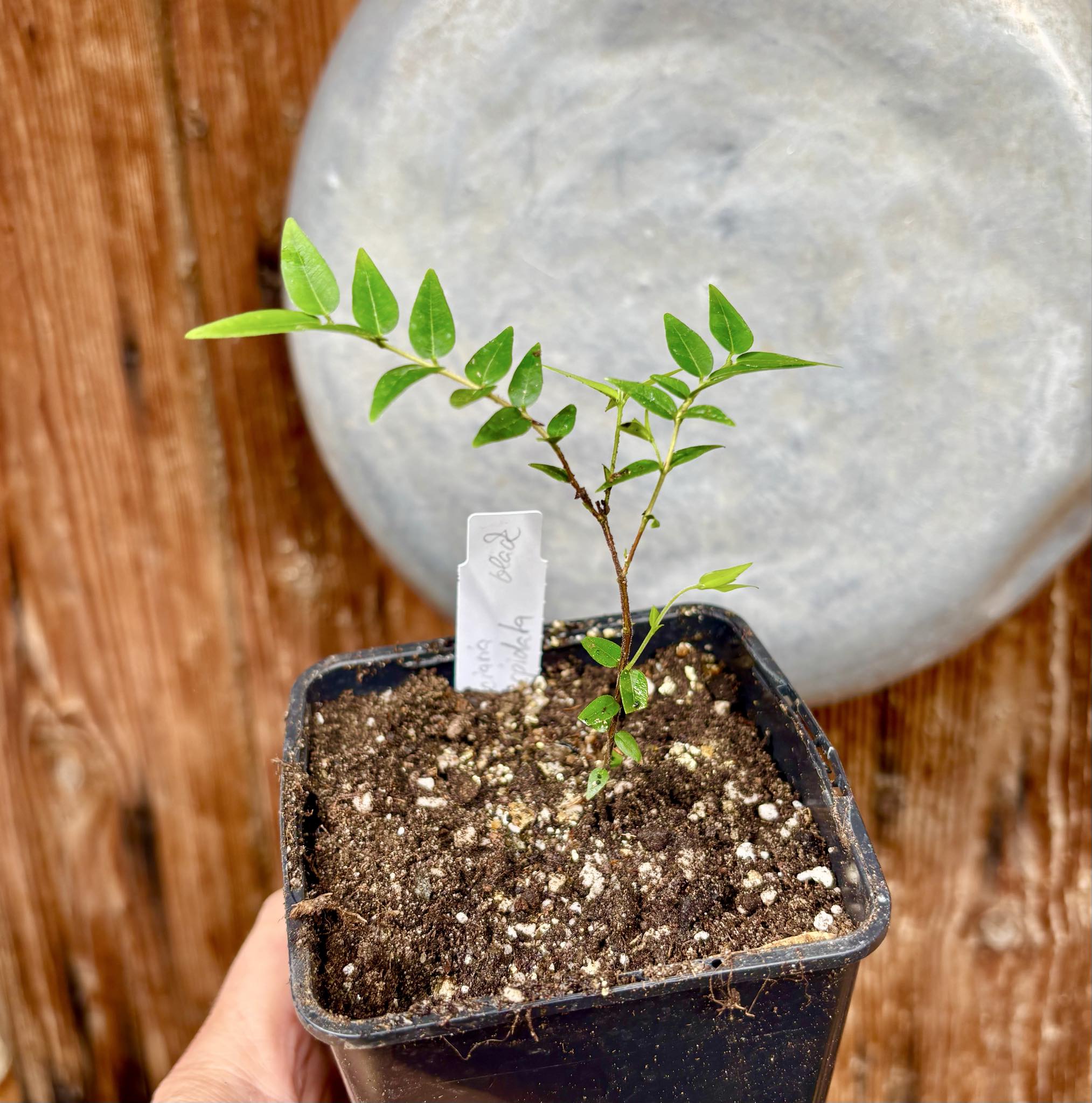 Myrciaria cuspidata BLACK - 1 potted seedling / 1 getopfter Sämling Myrciaria cuspidata BLACK - 1 potted seedling / 1 getopfter Sämling