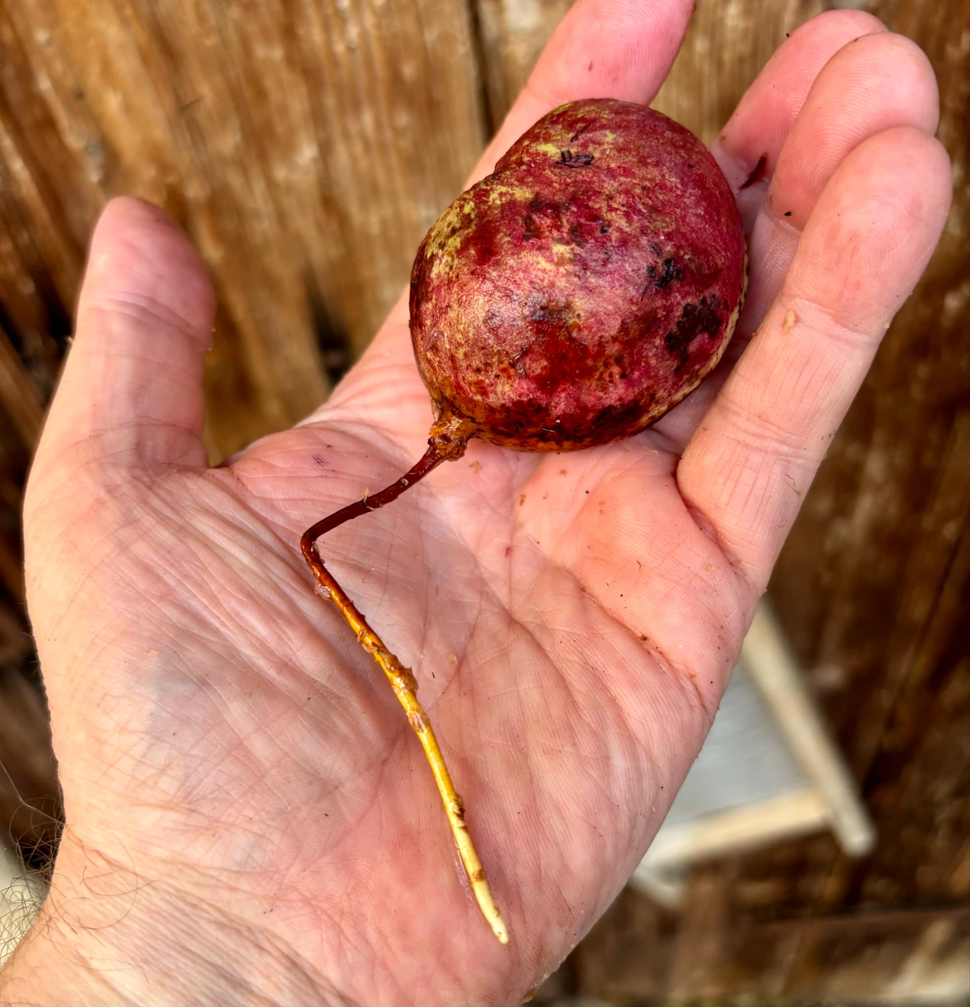Eugenia sp BIG Conduru -  1 germinated seed / 1 gekeimter Samen