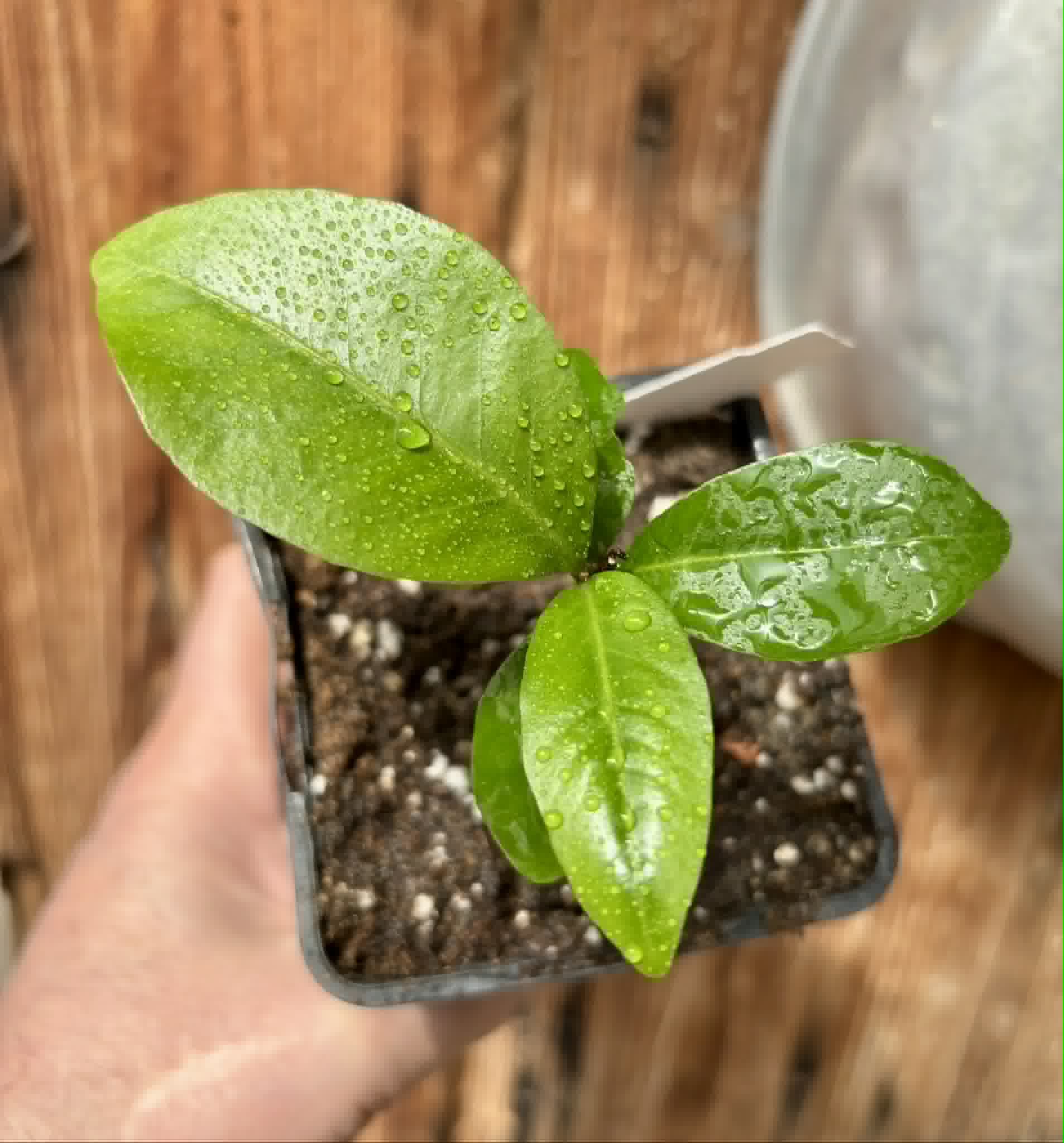 Glycosmis pentaphylla - Orangeberry -  1 potted seedling / 1 getopfter Sämling