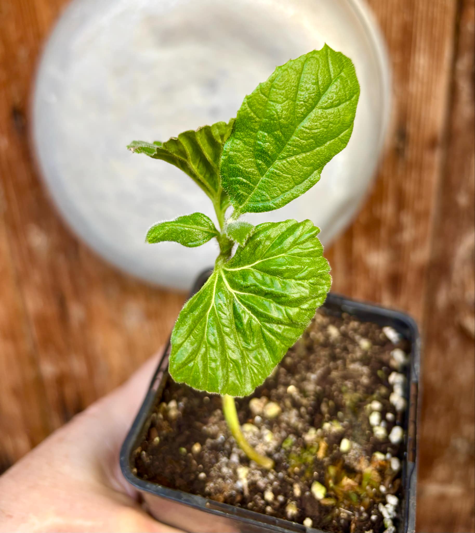 Zirikote (Cordia dodecandra) - 1 small potted seedling / 1 kleiner, getopfter Sämling