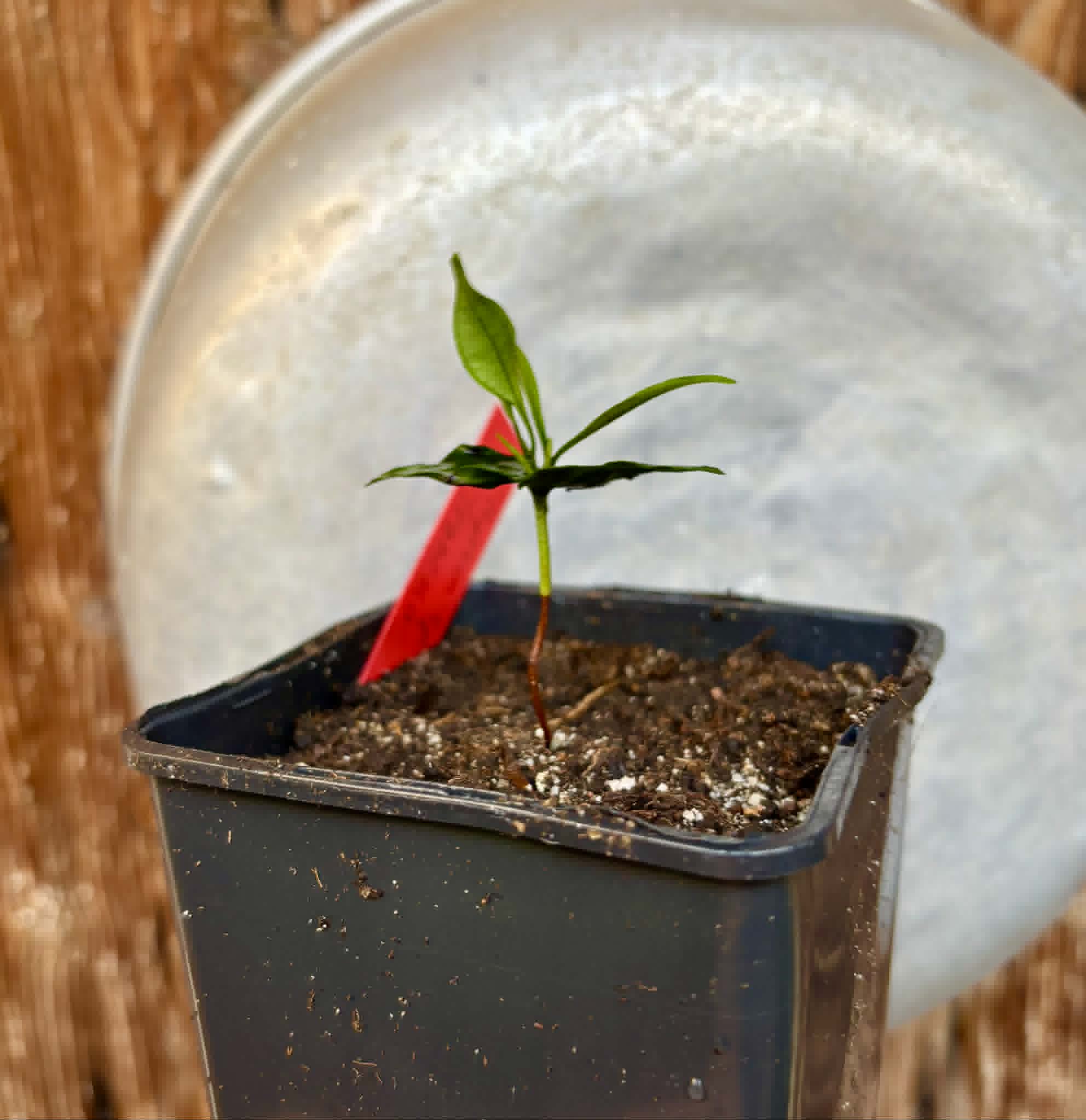 Myrcia sp Trancoso -  1 potted seedling / 1 getopfter Sämling