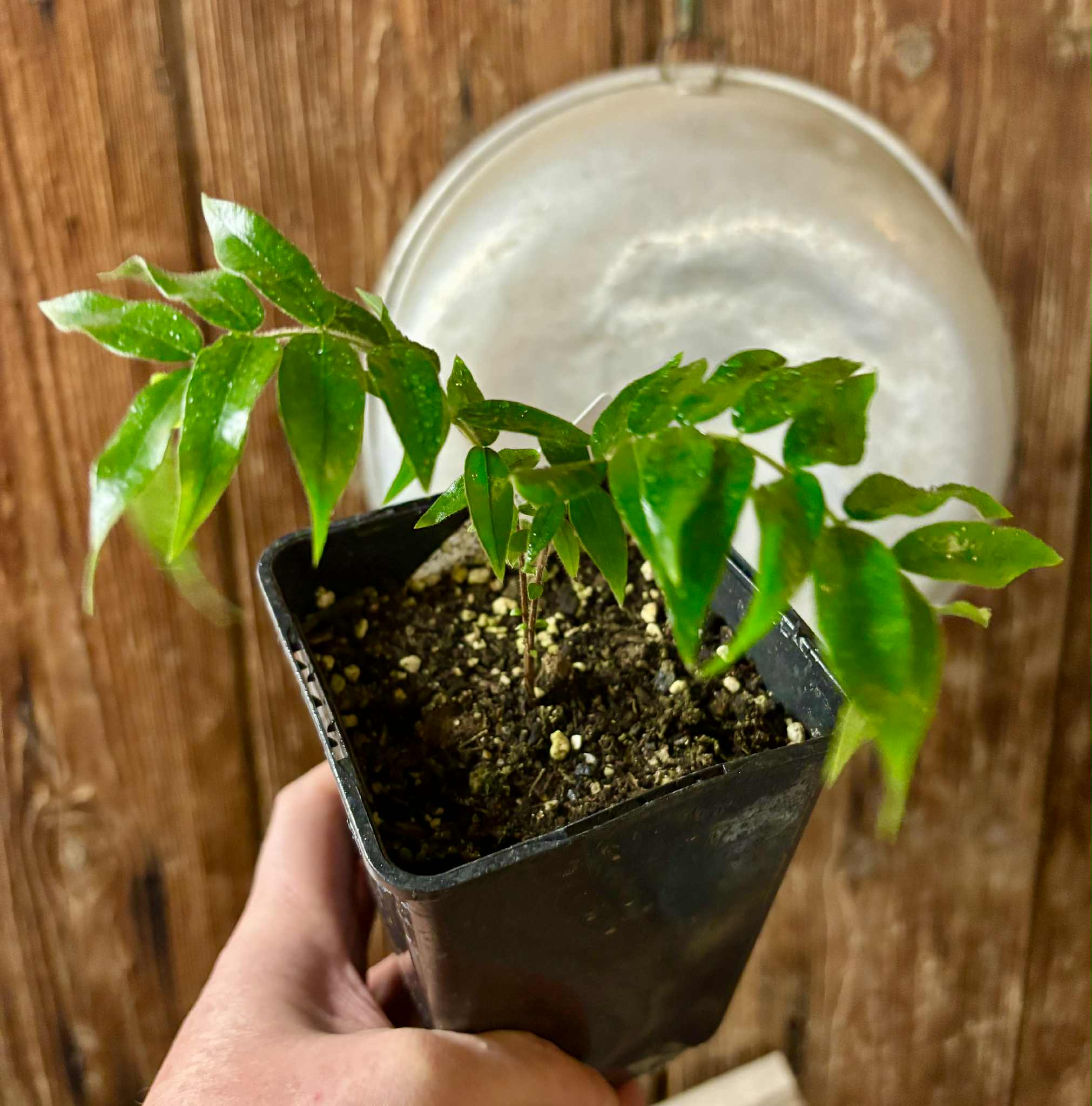 Beach Cambuca (Myrciaria strigipes) - 1 potted plant / 1 getopfte Pflanze