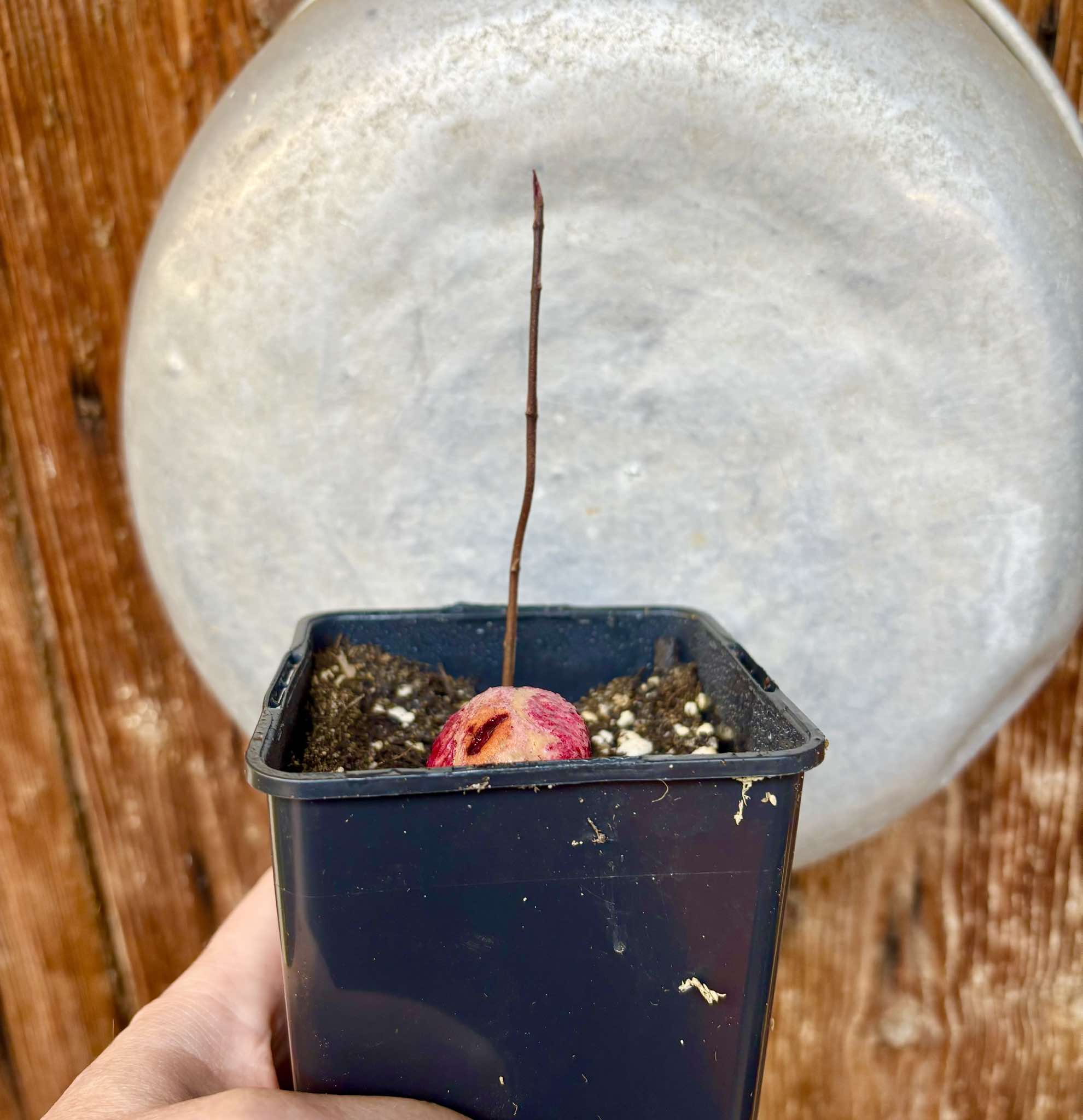Eugenia sp BIG Maca-  1 small potted seedling / 1 kleiner, getopfter Sämling