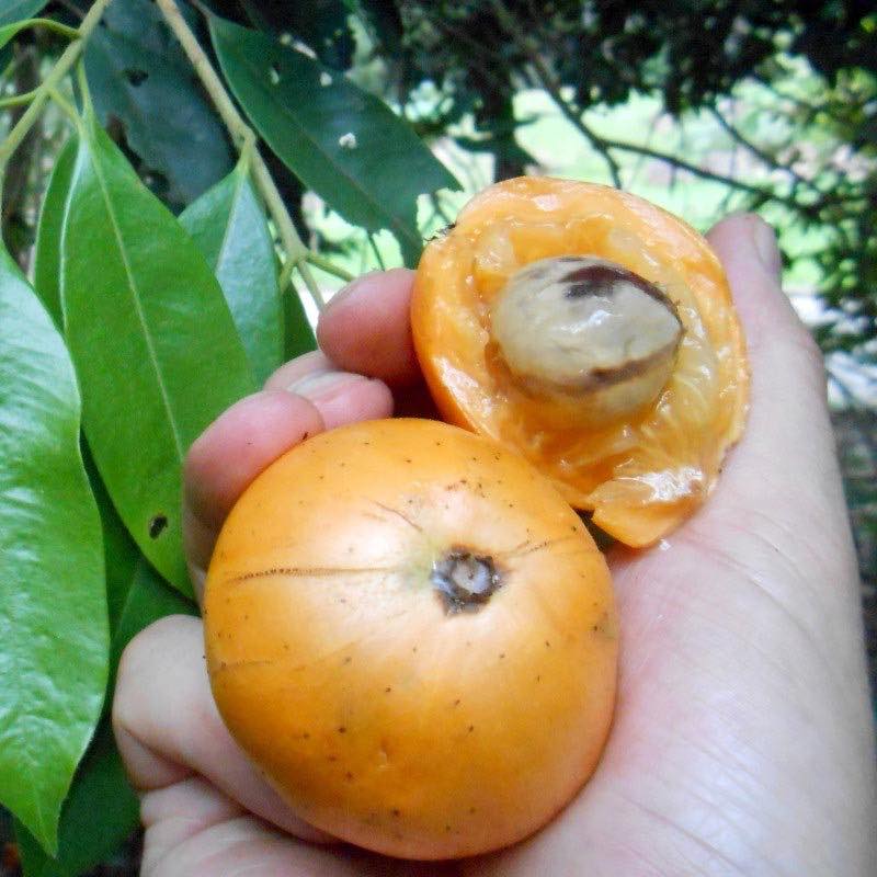 Pre Order - Cambuca (Plinia edulis) - 1 fresh seed / 1 frischer Samen