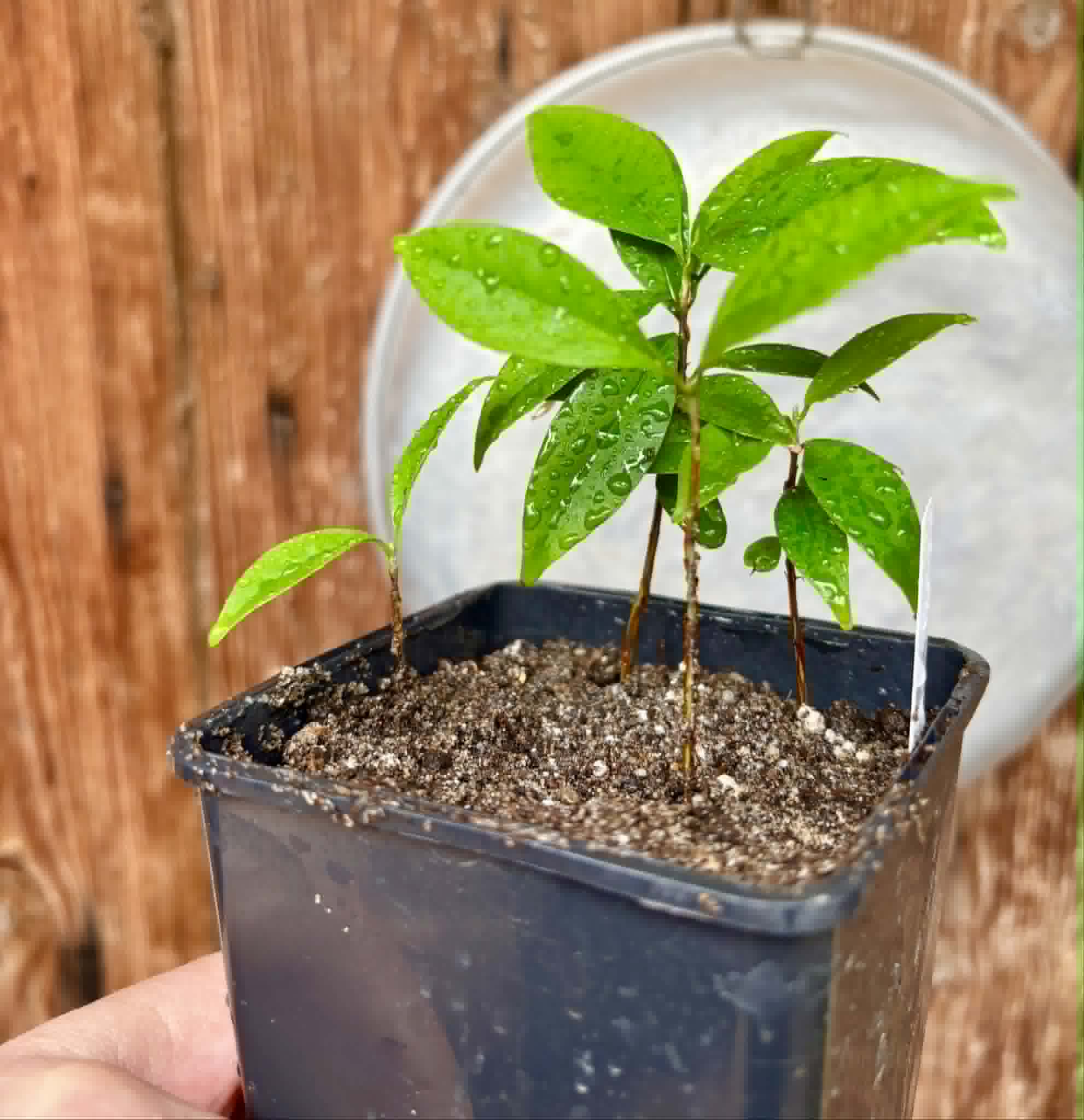 4 in 1 pot - Eugenia punicifolia - 4 seedlings in one pot / 4 Sämlinge in einem Topf