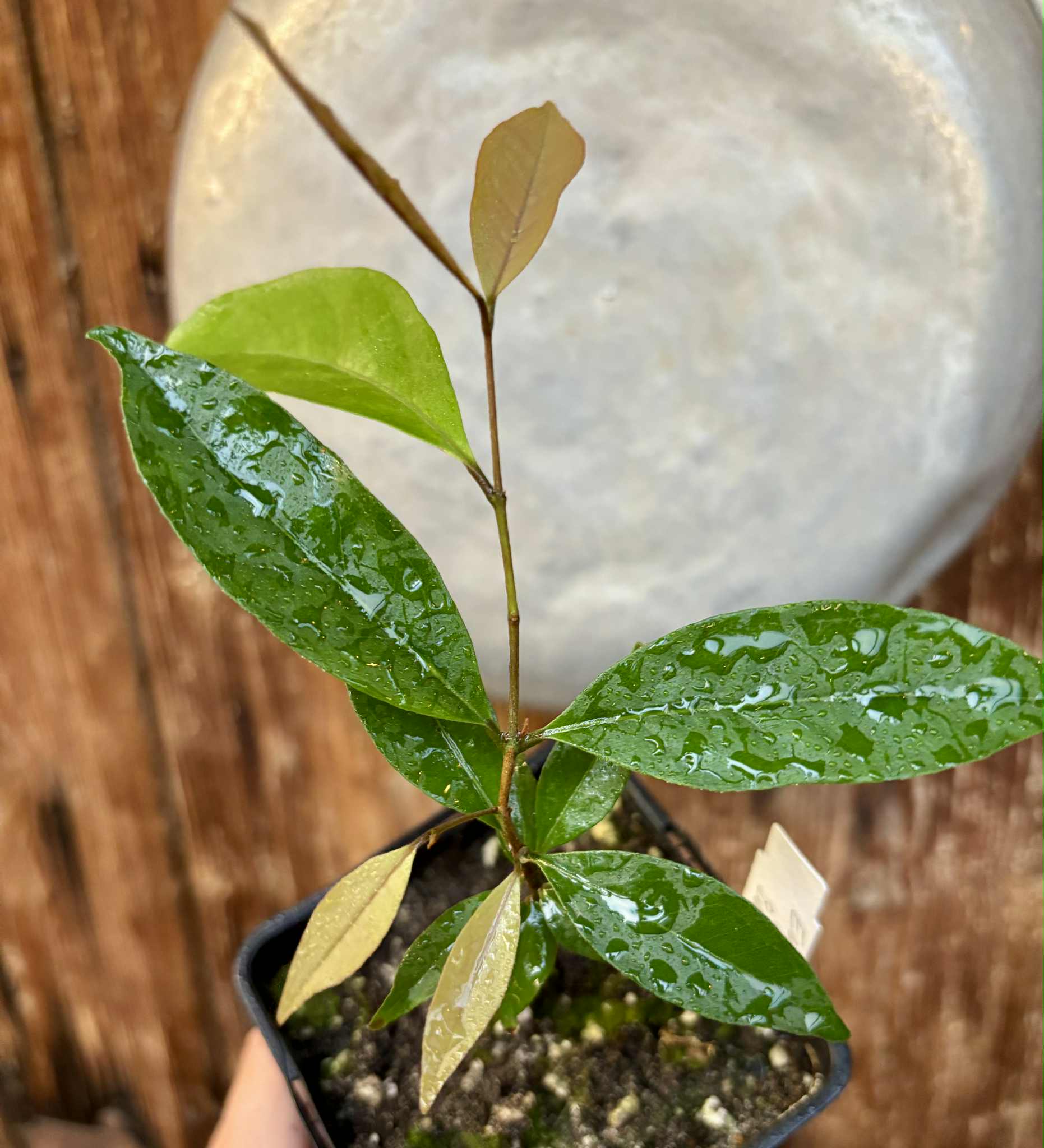 Eugenia sp Belmonte -  1 potted seedling / 1 getopfter Sämling