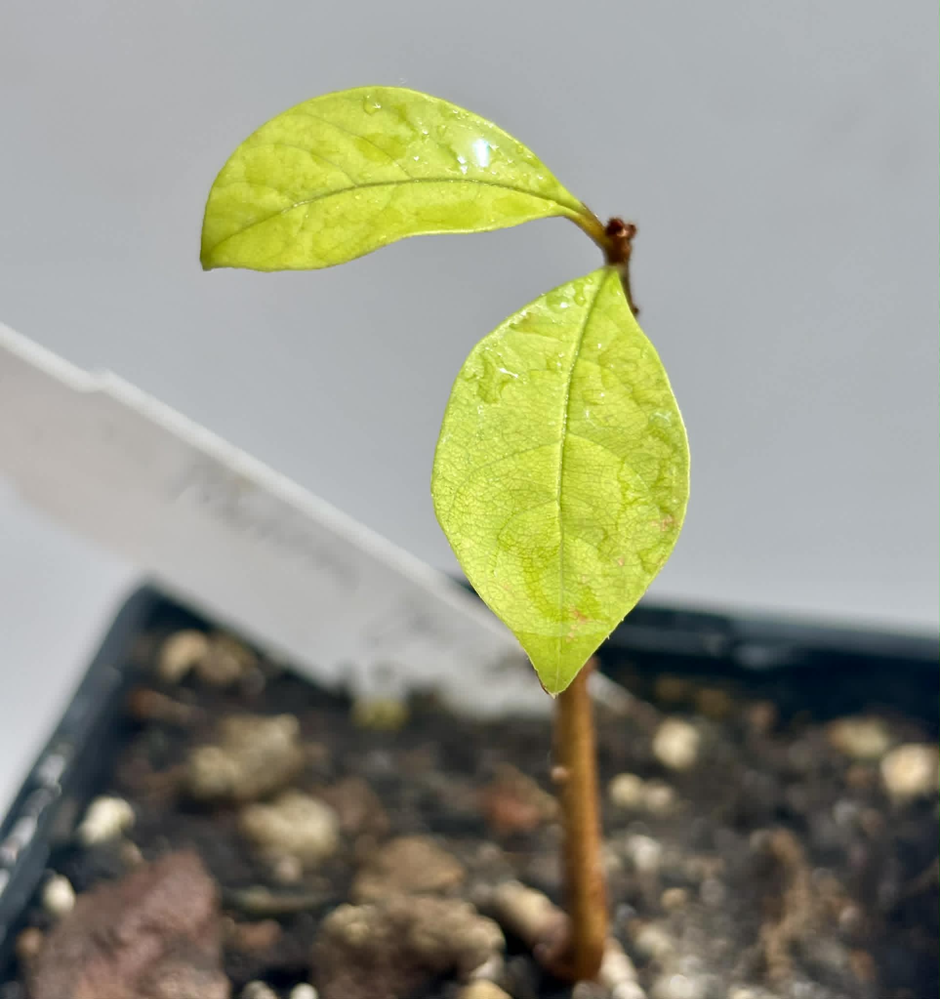 Pouteria gardneri - 1 potted seedling / 1 getopfter Sämling