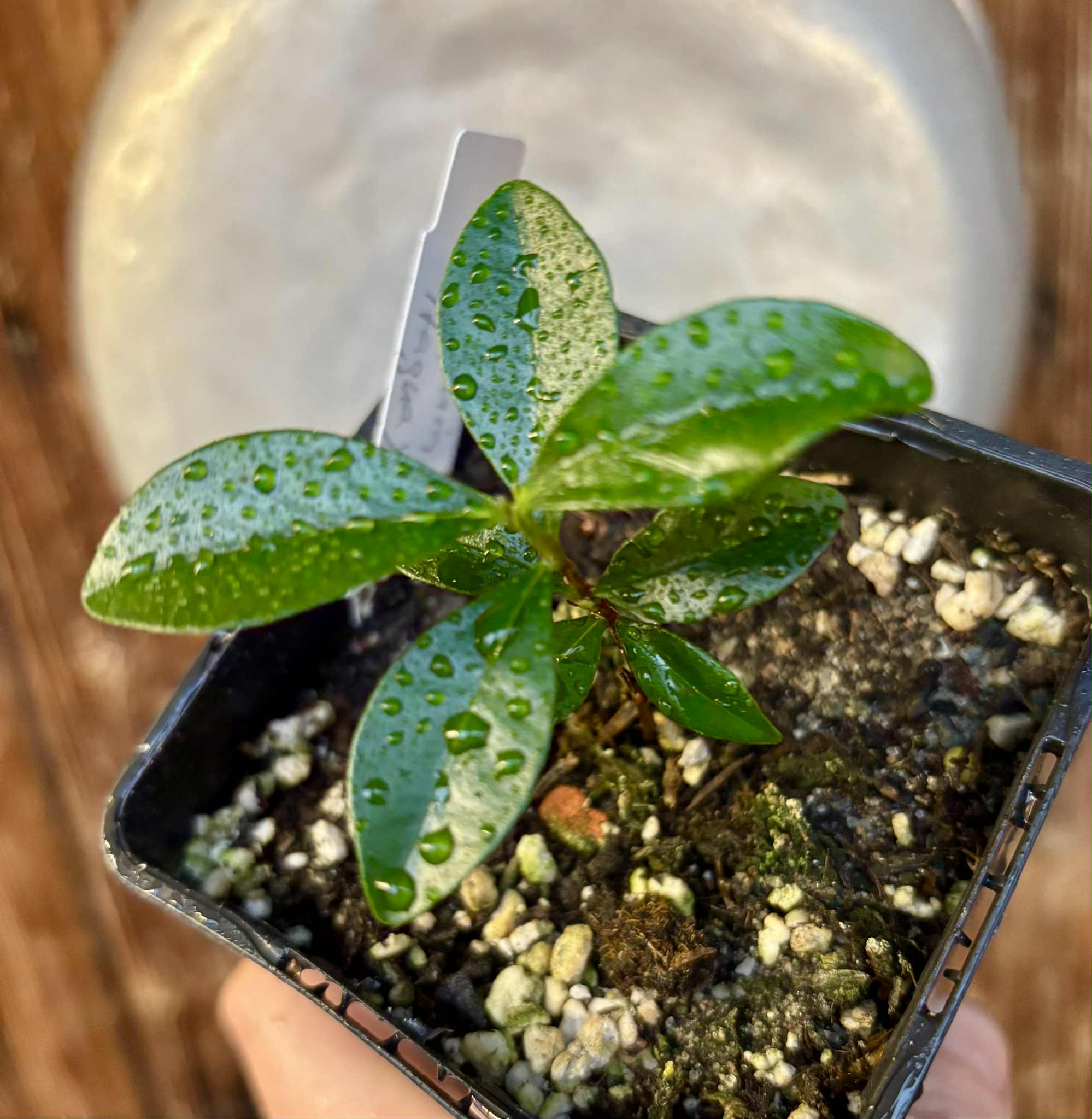 Dwarf Grumixama (Eugenia itaguahiensis) - 1 small potted seedling / 1 kleiner, getopfter Sämling