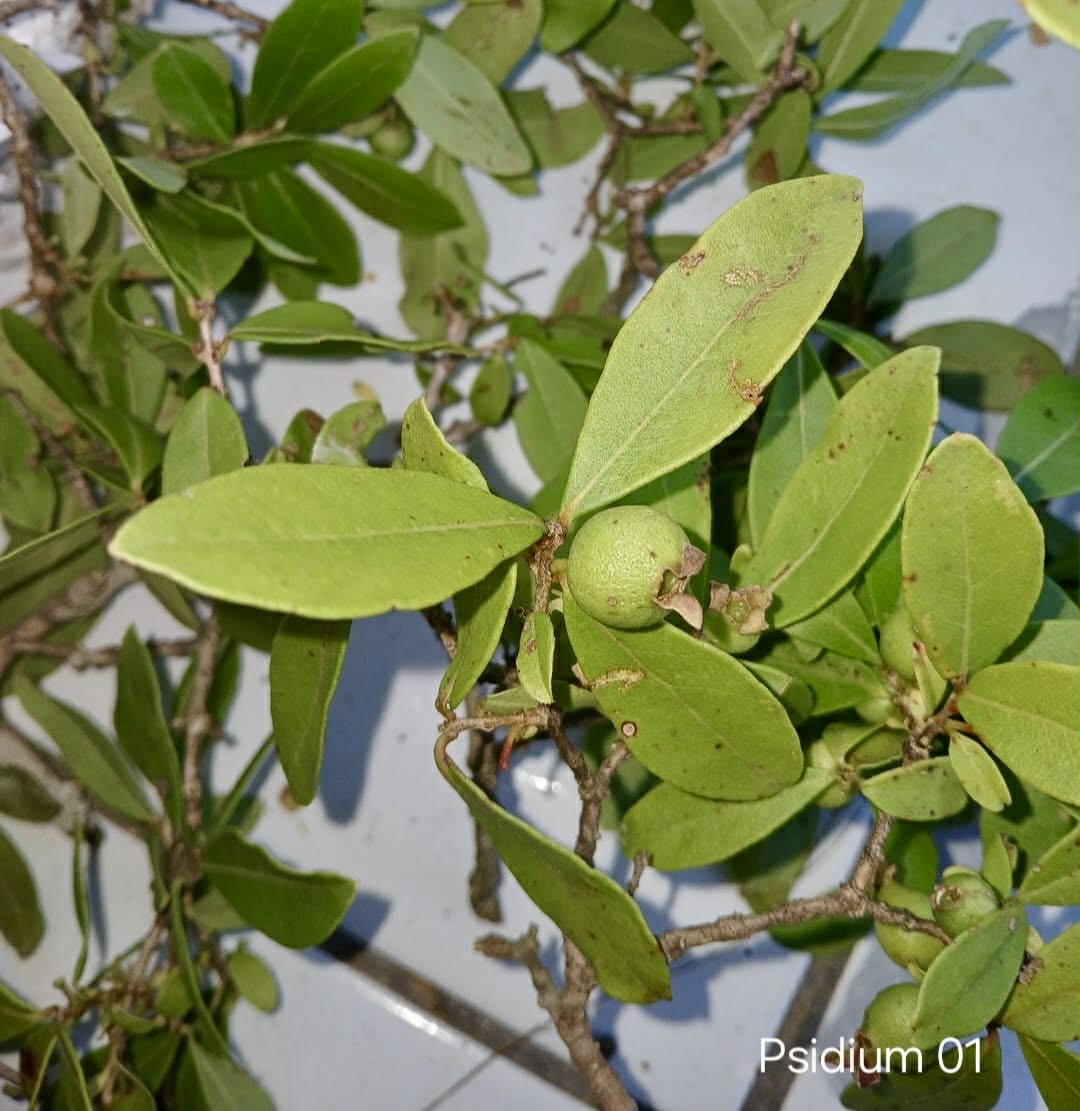 Set of 5 different Psidium sp from Espinhaço  -  5 fresh seeds / 5 frische Samen