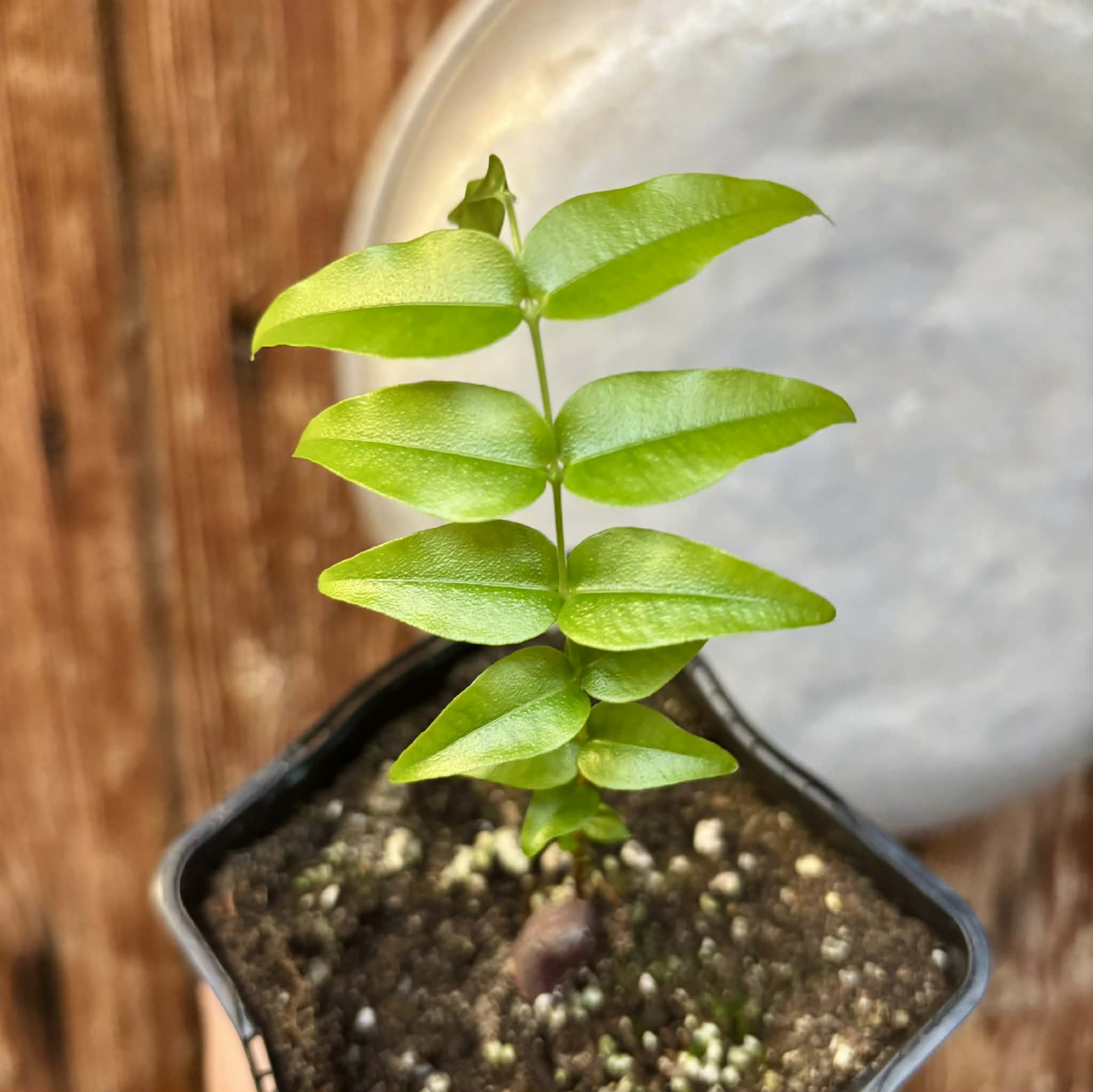Myrciaria sp Pyrangi -  1 potted plant / 1 getopfte Pflanze