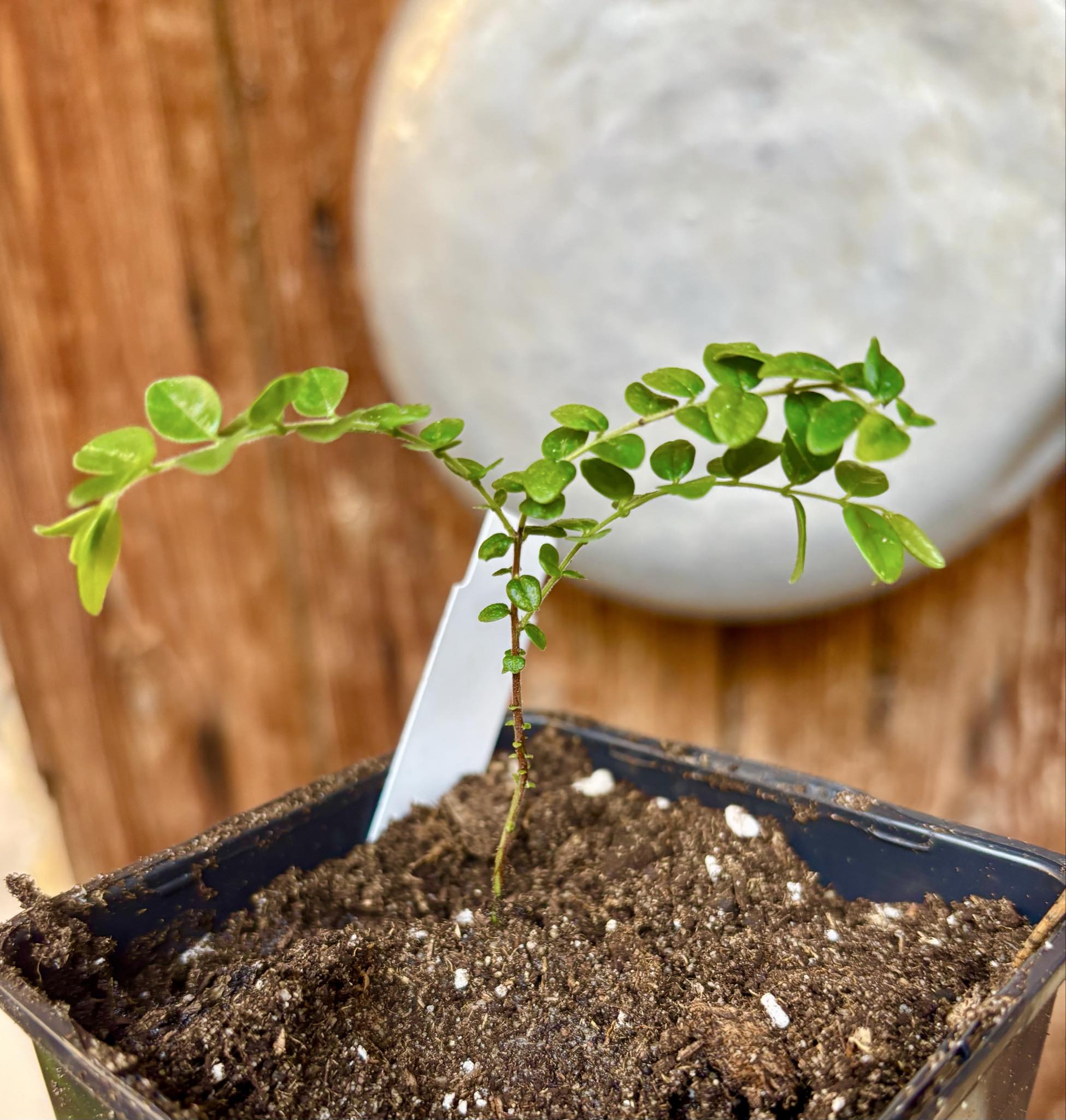 Myrciaria sp Pastora - 1 potted seedling / 1 getopfter Sämling