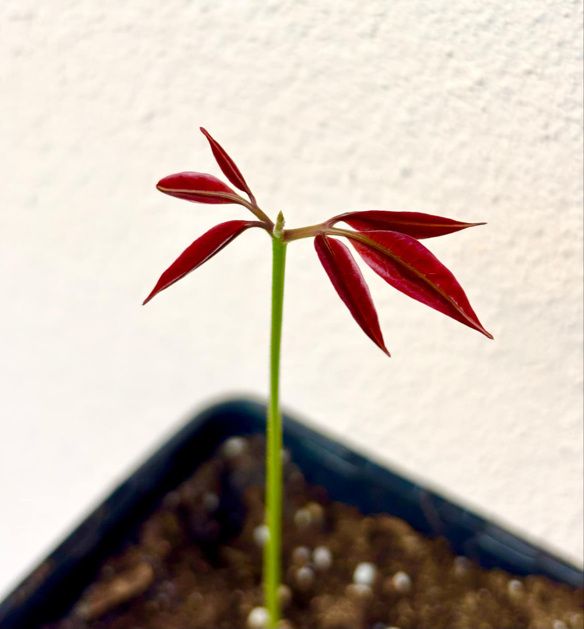 Talisia cerasina - 1 potted seedling / 1 getopfter Sämling