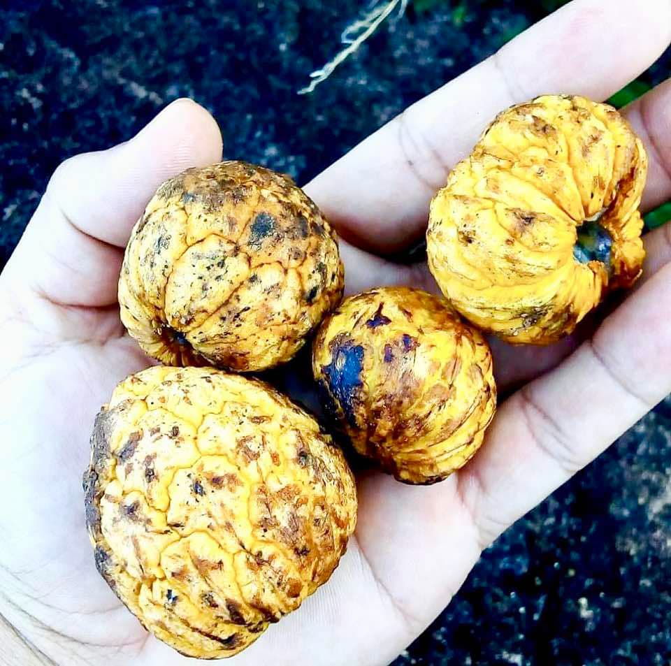 Annona bahiensis - 1 fresh seed / 1 frischer Samen