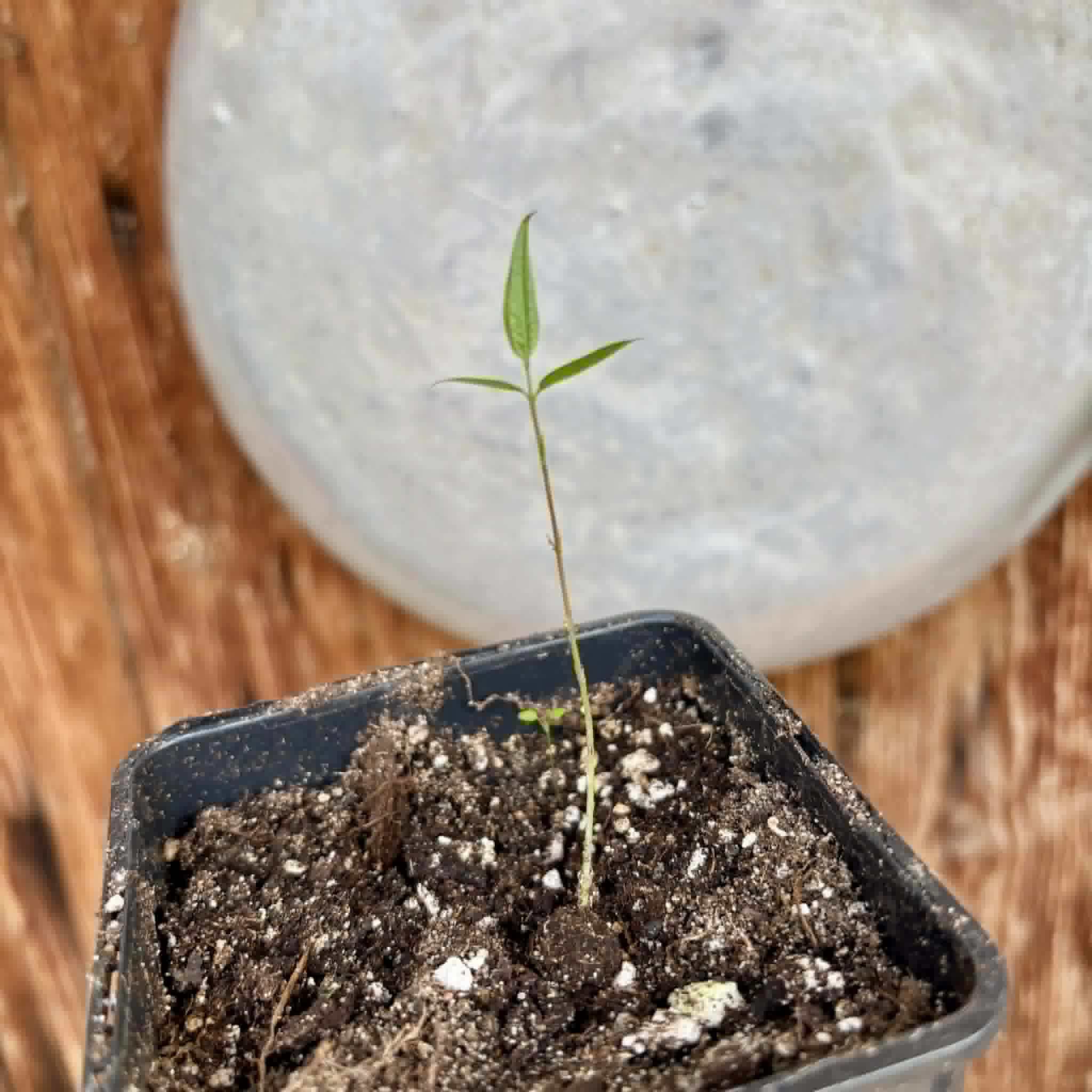 Jabuticaba Peluda-de-Alagoas (Plinia sp Grimal) -  1 potted seedling / 1 getopfter Sämling
